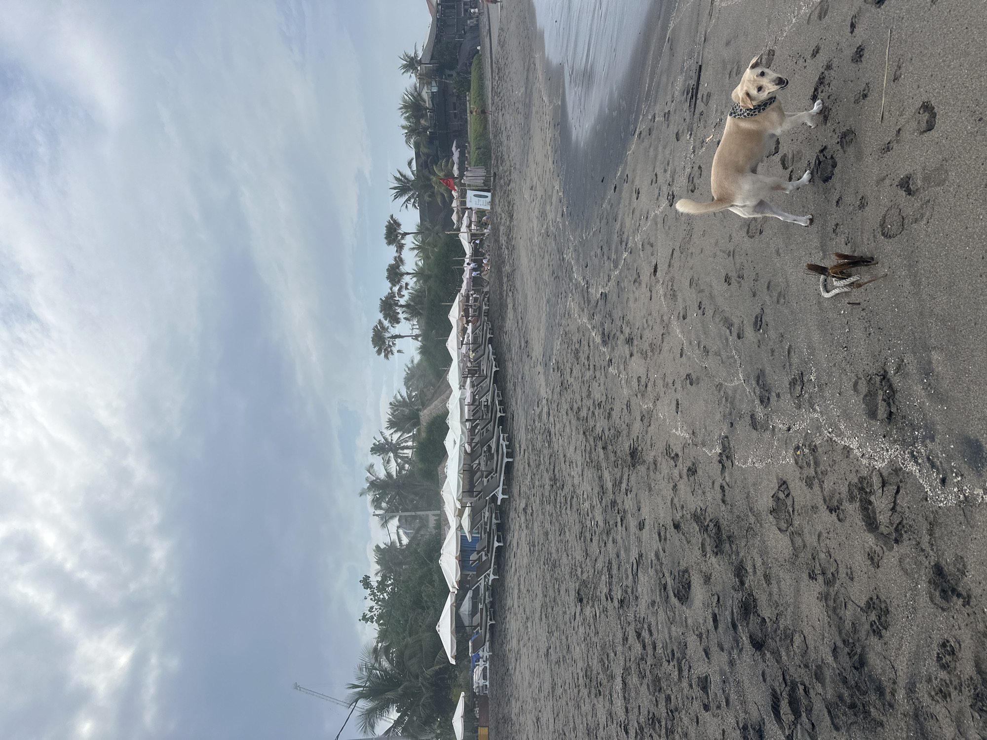 A tan dog with a patterned collar stands on a black sand beach in North Kuta, Indonesia. The dog is facing the camera with its mouth slightly open and its tail held high. In front of the dog, a piece of rope is partially buried in the sand. The beach is lined with rows of empty lounge chairs and umbrellas, suggesting a resort area. Palm trees and some buildings are visible in the background. The sky is overcast with gray clouds. The tide is out, exposing wet sand and the ocean's edge. The scene appears calm and deserted, apart from the dog and a few distant figures.
