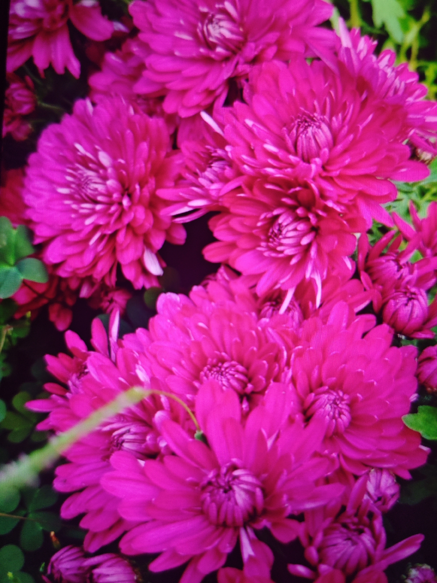 A close-up, high-angle shot showcases a dense cluster of vibrant pink chrysanthemums. The flowers are in various stages of bloom, with some fully open and revealing their intricate petal structure, while others are still budding. The petals are a rich, saturated pink with some lighter pink or white accents towards the center of the blooms. Soft green foliage is visible in the background, creating a natural and slightly blurred contrast to the sharp focus on the flowers. The lighting appears to be natural, highlighting the texture and depth of the floral arrangement. The image does not depict any specific urban or rural setting, nor does it contain any individuals.
