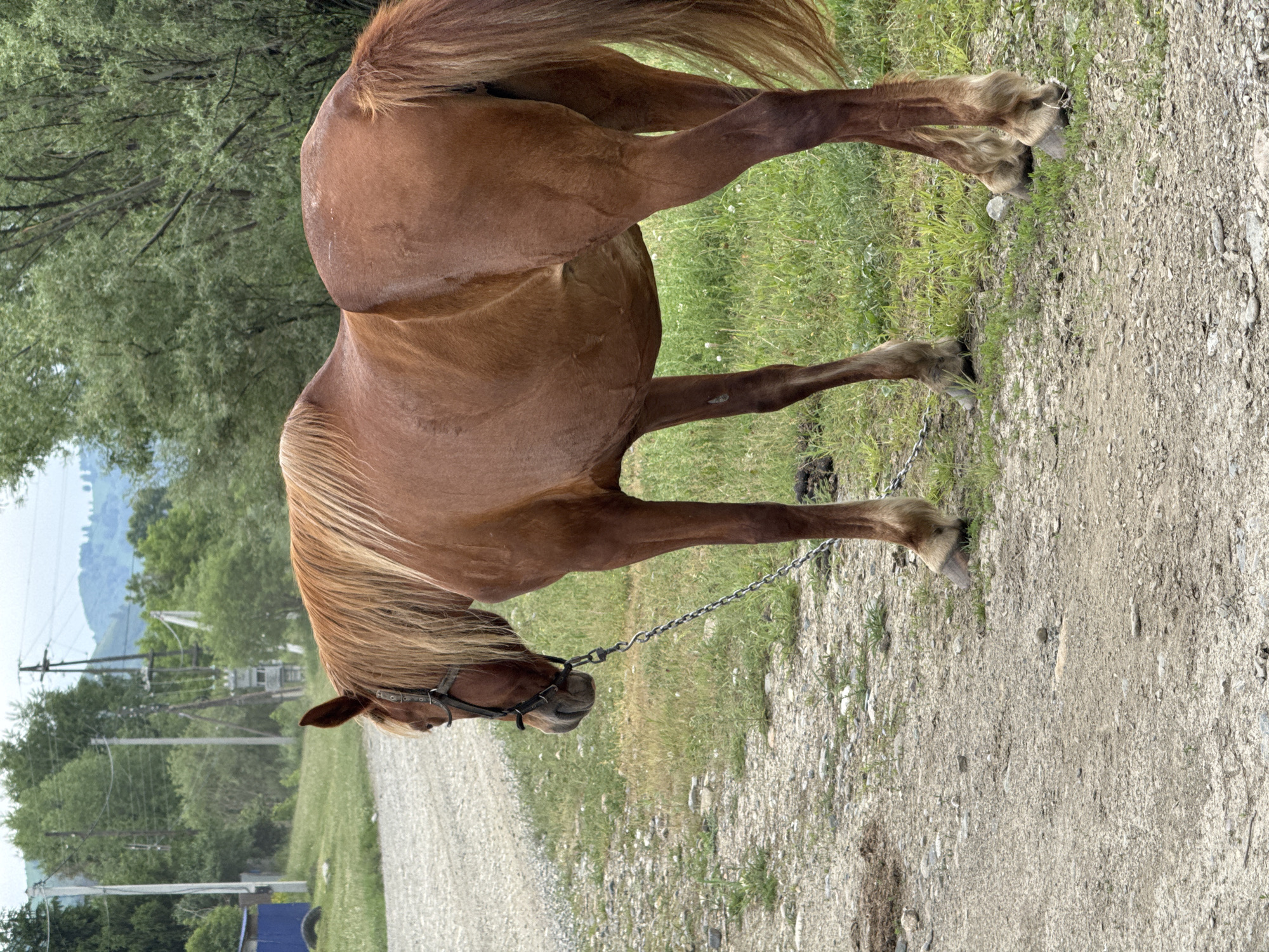 A reddish-brown horse stands on a gravelly path next to a grassy area. The horse is facing left and is tethered by a metal chain to a halter. In the background, there are trees, utility poles, and a distant mountainous landscape. A blue building is visible to the far left. The sky is overcast. This scene is located in Soloneshnoye, Russia.