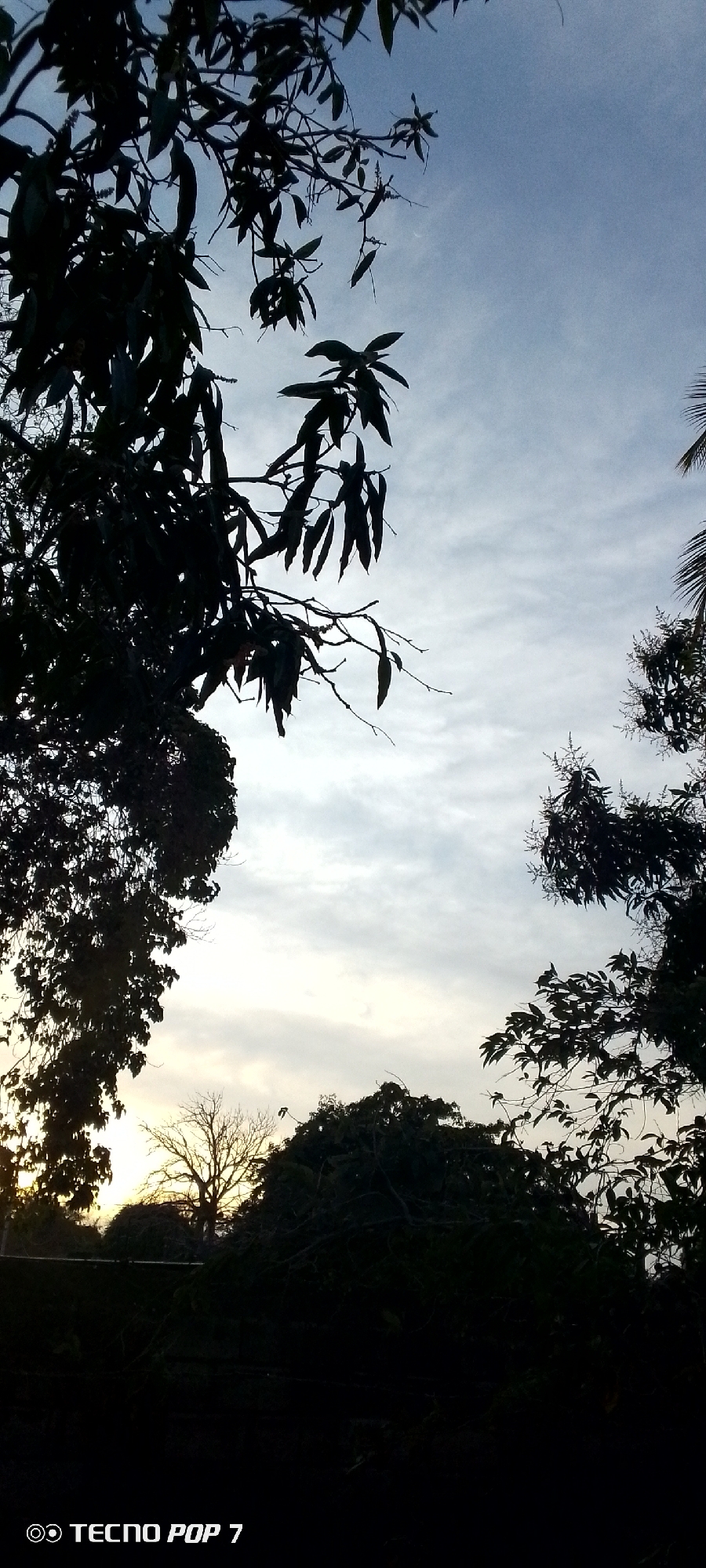 The image captures an outdoor scene at either sunrise or sunset in Altagracia, Venezuela. The primary subjects are the silhouettes of various trees and their dense foliage, framing a soft, overcast sky. The sky transitions from a pale blue at the top to a lighter, somewhat yellowish-white hue towards the horizon, indicating the sun's low position. Scattered, wispy clouds are visible across the sky.
In the foreground, several large trees dominate the left, top, and right sides of the frame, their leaves and branches appearing as dark, intricate patterns against the brighter sky. Some leaves, particularly in the upper central and right sections, resemble those of a mango tree. Towards the lower left, a brighter area suggests the sun is either rising or setting behind the dense tree line. A single bare tree, distinctly silhouetted with intricate branch details, stands out on the horizon in the lower-middle section, framed by other larger, leafy trees. The ground level below the trees is mostly dark and indistinct due to the low light and heavy shadows.
No specific activity or people are visible; the image depicts a serene, natural landscape. The overall mood is tranquil, reflecting the quiet transition of day. A digital watermark "TECNO POP 7" is visible in white text at the bottom left corner of the image.