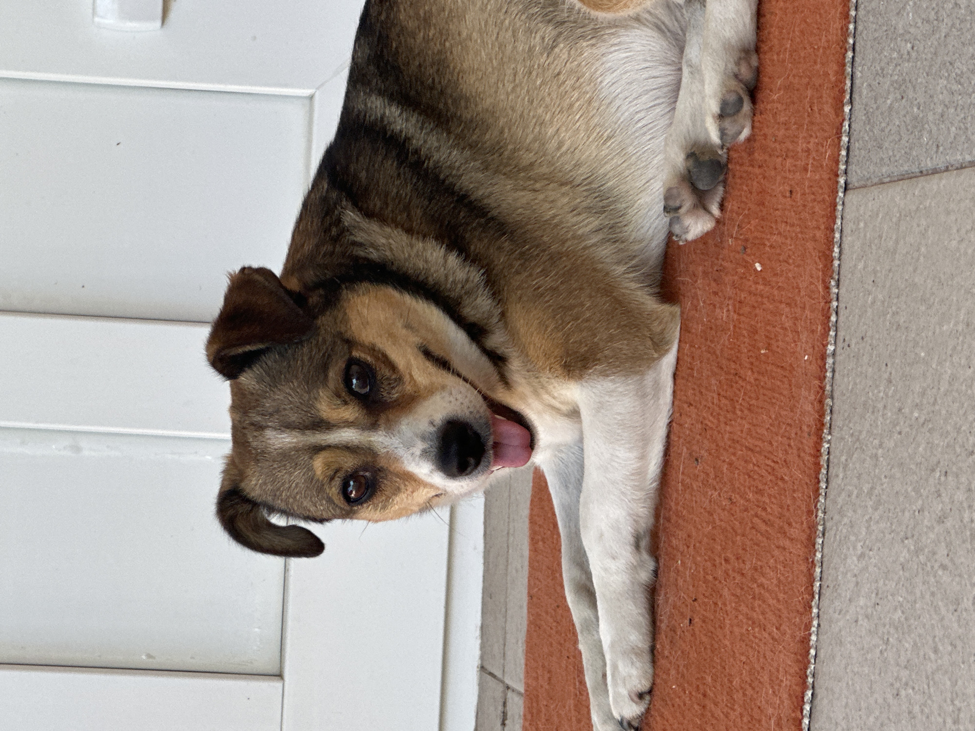 A medium-sized dog with brown and white fur is lying on an orange mat in front of a white door. The dog's tongue is hanging out and it is looking directly at the camera. The background is out of focus, but appears to be a wall or building. The image was taken outdoors.