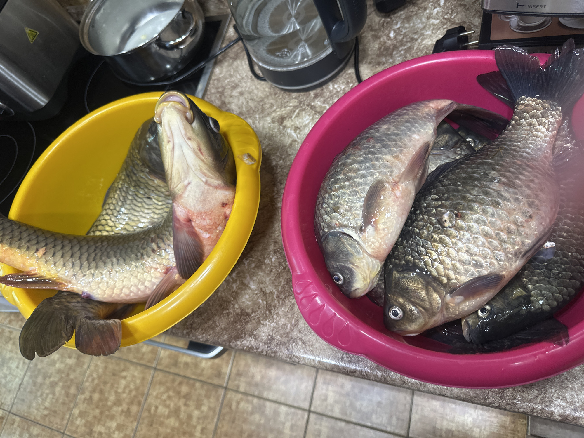 The image captures a domestic kitchen scene in Sayanogorsk, Russia, featuring two plastic basins filled with raw fish on a speckled countertop.
The basin on the left is yellow and contains several fish, one of which prominently displays its open mouth, appearing to gasp, with reddish tissue visible inside. The fish in this basin are generally smaller, with grey-green scales. The basin on the right is pink and holds several larger, scaly fish, likely carp or a similar freshwater species. These fish have visible eyes and are arranged more compactly within the basin. Some show areas with reddish tones, possibly blood or natural coloration.
In the background, various kitchen appliances are visible. A metal pot with a lid sits on a dark surface, possibly a stovetop or hot plate. A black electric kettle with a transparent water reservoir is positioned between the two basins. To the far right, a silver and black appliance, possibly a toaster, is partially visible, with the word "INSERT" printed on its top surface next to an arrow pointing downwards. The floor beneath the counter is covered with light brown, square tiles. The scene suggests the fish are being prepared for cooking.