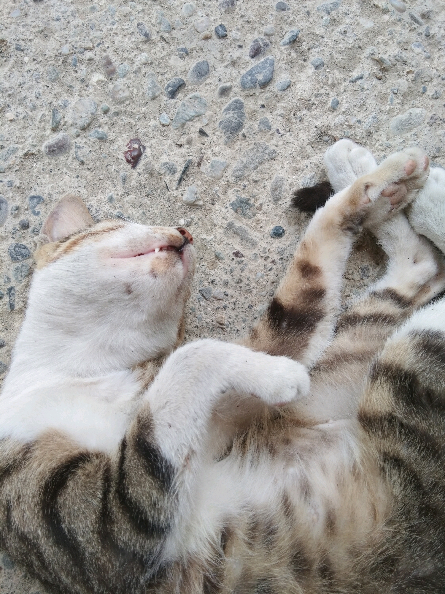 A domestic cat with tabby markings and white fur is lying on its back on a rough, gray concrete surface with embedded small stones. The cat's eyes are closed, and its mouth is slightly open, revealing its front teeth. Its paws are held up in the air, with the hind legs tucked towards its body. The cat appears to be sleeping or resting. The environment is an outdoor urban setting, likely a sidewalk or public space in the city of Karangsambung, Indonesia.