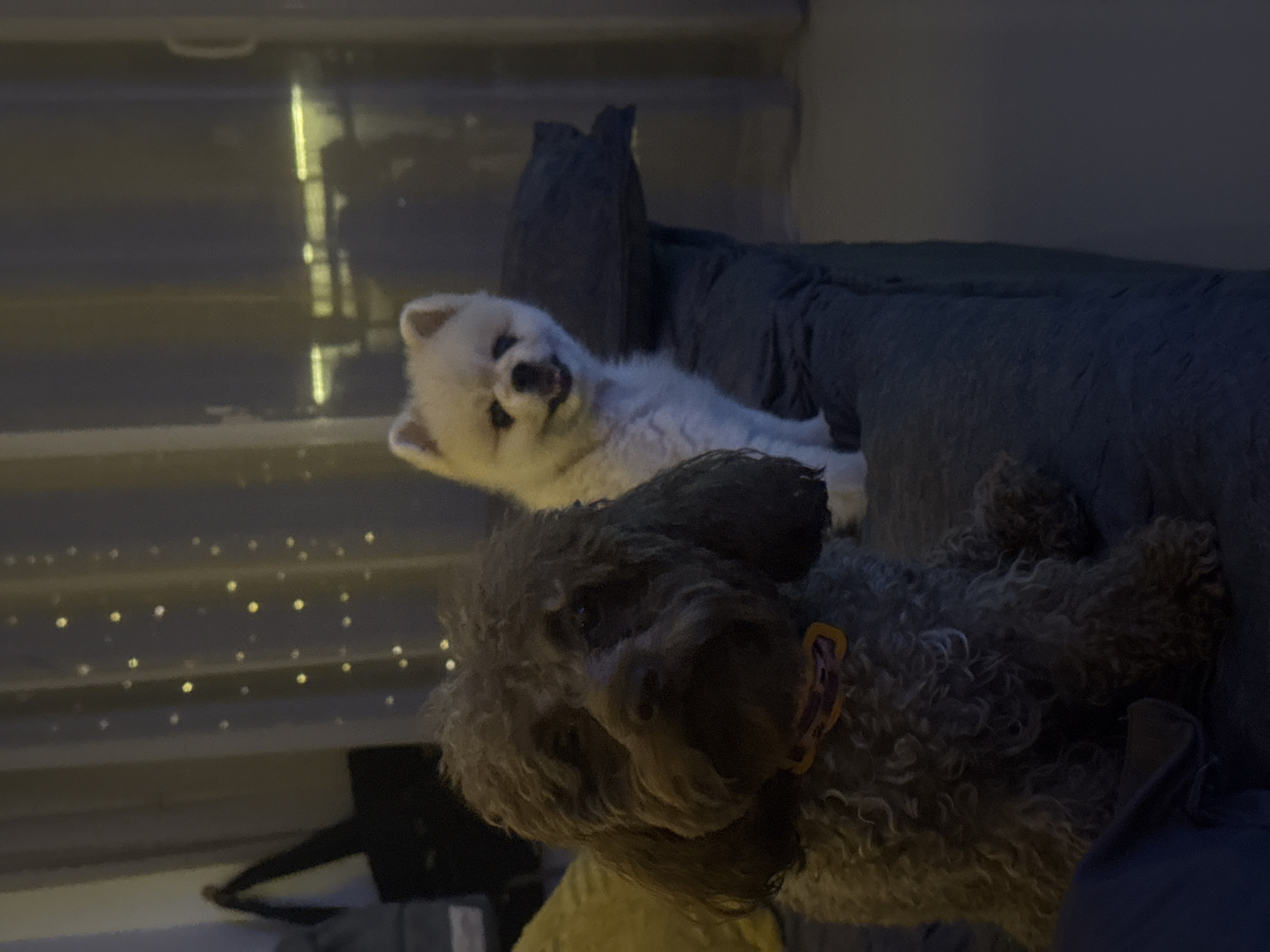 The image shows two dogs resting on a dark, plush couch. In the foreground, a brown poodle-mix dog with curly fur is lying down, looking towards the viewer. It is wearing a collar with a yellow and purple tag. Behind and to the left of the brown dog, a small, fluffy white dog, possibly a Pomeranian or similar breed, is also lying down, its head tilted and looking up. The background suggests an indoor setting with a window that reflects some lights, possibly from outside or interior string lights. The overall lighting is dim, indicating it is likely nighttime or a very dimly lit room. The couch appears to be in a living room or similar domestic space. No people are visible in the image. The scene evokes a sense of comfort and relaxation for the animals. There is no visible text.