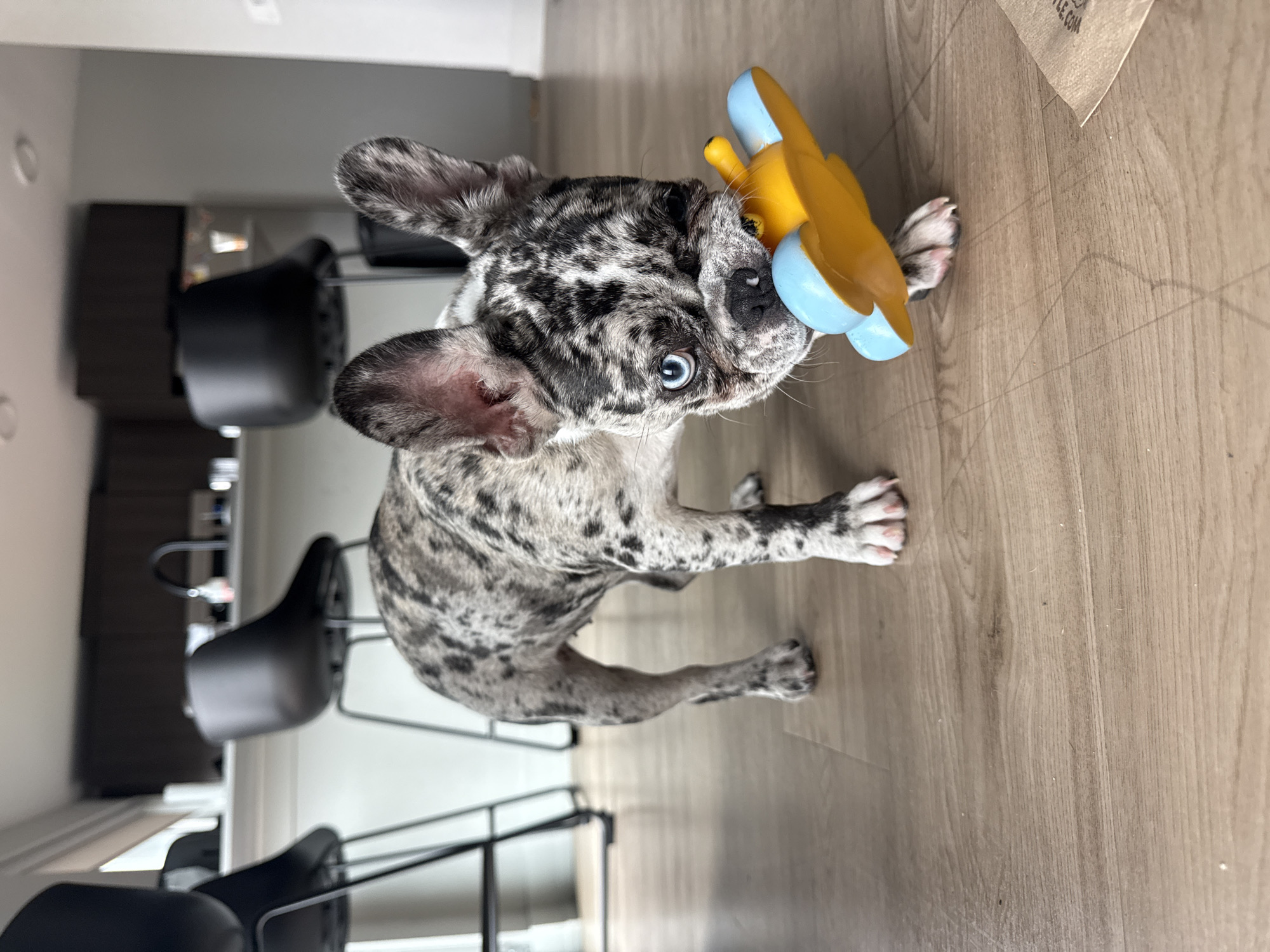 A striking merle French Bulldog puppy stands on a light-colored wooden floor, holding a yellow and light blue toy in its mouth. The puppy's coat is a speckled pattern of black, white, and gray, characteristic of the merle coloration. It possesses piercing blue eyes that are directed intently towards the camera. Its ears are alert and upright. The toy appears to be a small, soft chew toy, possibly shaped like an airplane or a similar object.
In the background, out of focus, are dark-colored modern bar stools or chairs with slim metal frames, suggesting an indoor setting like a kitchen or dining area. Further back, a dark piece of furniture or cabinet is visible. The floor is made of wood or laminate, showing distinct grain patterns and a few faint lines.
The primary activity depicted is the puppy holding and engaging with its toy. The dog's direct gaze and posture convey curiosity and engagement. The scene takes place indoors during what appears to be daytime, with ample ambient lighting.
In the upper right corner of the image, a crumpled piece of light brown paper or cardboard is visible, with partially legible text that appears to read "...STYLE.COM". The overall impression is a charming and candid moment of a playful puppy in a home environment in Austin, United States of America.