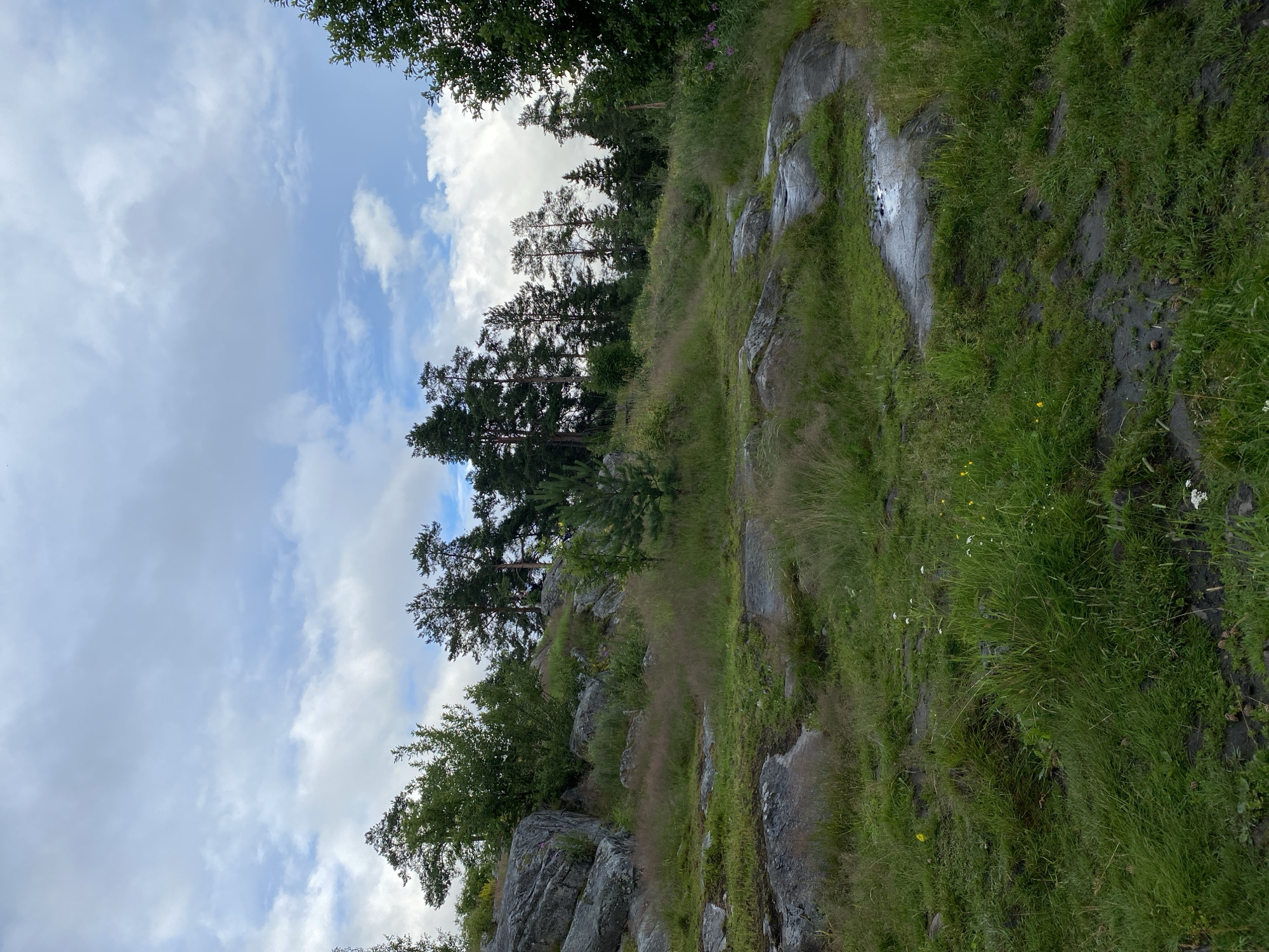 The image depicts a natural landscape in Lakhdenkiulya, Russia, on a cloudy day. The scene is dominated by a rocky, grassy slope leading upwards towards a stand of evergreen trees. Large, grey rocks are interspersed with lush green grass and some dry, straw-like vegetation. In some areas, the rocks appear wet, suggesting recent rain or damp conditions. A narrow, worn path is visible winding its way up the slope.
The sky above is filled with a mix of white and grey clouds, creating a somewhat overcast atmosphere. The tops of the evergreen trees are silhouetted against the sky, with some branches extending into the frame from the top and right sides. The overall impression is one of a rugged, natural environment, likely a hiking trail or a wild, uncultivated area. There are no people or specific objects visible, making the focus solely on the natural scenery. The time of day is not clearly indicated, but the lighting suggests it is daytime.