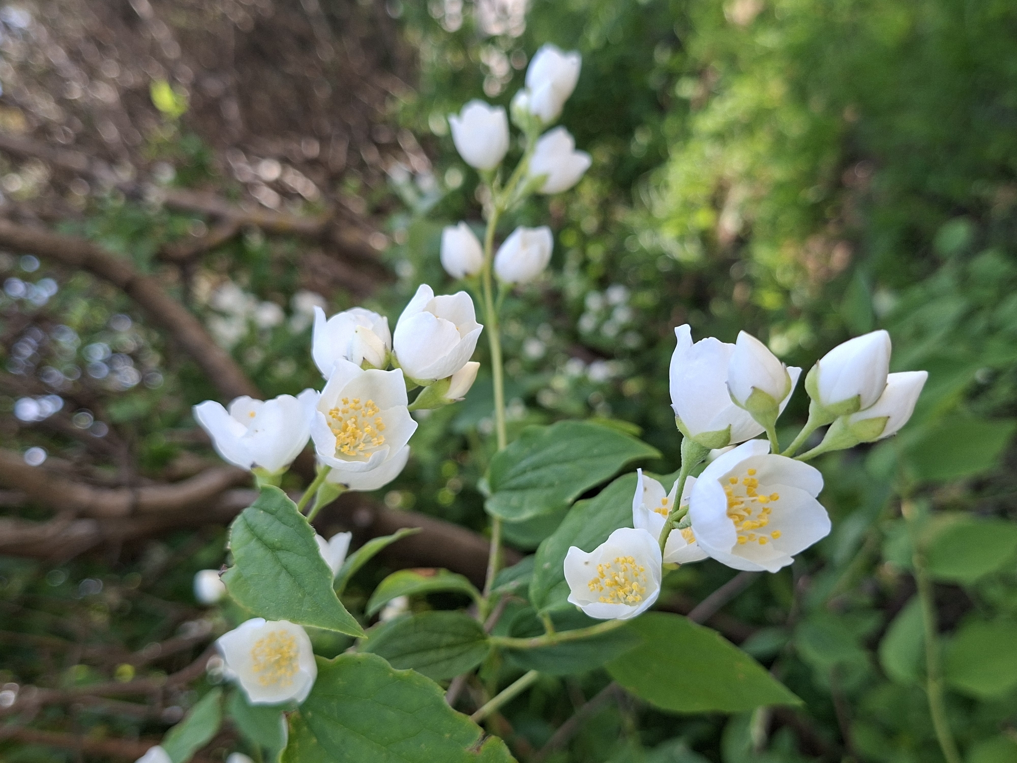 A close-up, eye-level shot captures a branch of white jasmine flowers in bloom. The flowers are predominantly white with yellow stamen at their centers. Some buds are visible, closed and teardrop-shaped. The branch itself is green and slightly woody. The background is a blur of green foliage and brown tree branches, suggesting an outdoor setting. The lighting is soft, indicating it may be overcast or late afternoon. The image is devoid of any people or animals. The overall impression is one of natural beauty and tranquility. The specific location in Alytus, Lithuania, is not discernible from the visual information provided in the image.