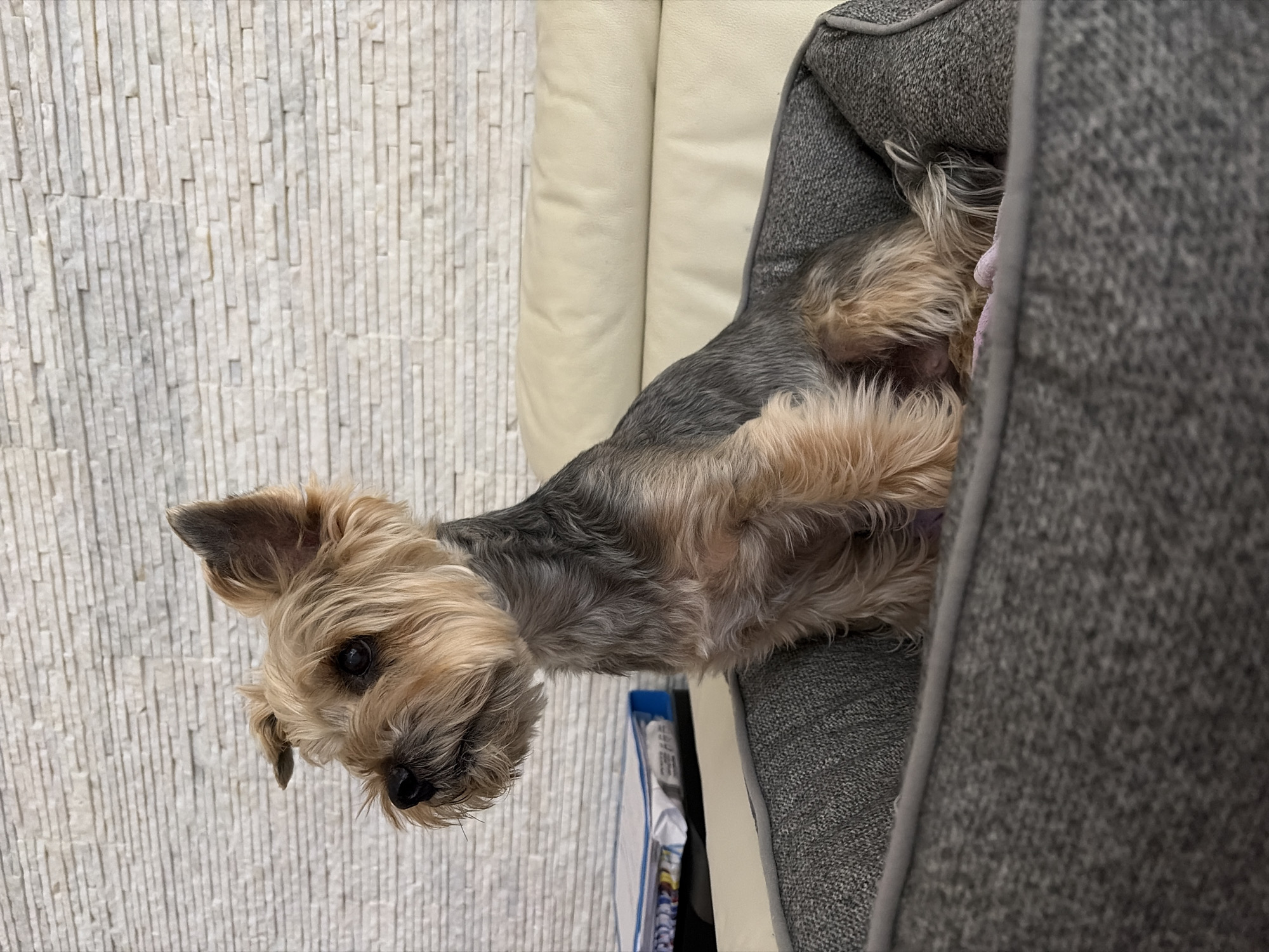 A small, tan-and-gray Yorkshire terrier is lying in a gray dog bed with gray trim. The bed is situated next to a cream-colored upholstered sofa or bench. To the left of the sofa, there is a wall covered with textured, off-white, vertically oriented, narrow rectangular panels. Beneath the dog's head and the edge of the sofa, there is a blue binder or container peeking into the scene. The dog is positioned with its head at the left of the frame, looking toward the viewer, while its body extends into the dog bed towards the right side of the frame. The environment is indoors. Location unknown, not necessarily in Budva, Montenegro.