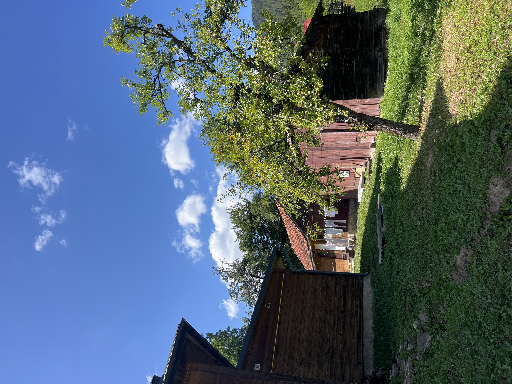 The image depicts a rural scene with two wooden buildings and a mature tree in the foreground. The building on the left, partially visible, is made of dark brown wood and has a dark roof. The number "42" is visible on its side. The second building, to the right, is red and has a terracotta-tiled roof. Laundry is hanging on a line in front of this building. A large, leafy tree with some fruit is positioned between the two buildings and in front of the red structure. The ground is covered in green grass, and a dirt path is visible in the foreground. In the background, a dense forest of green trees is present, and beyond that, a mountain range is visible. The sky is a clear blue with scattered white clouds. The image appears to be taken on a sunny day. The scene is likely located in the city of Yaremche, Ukraine, given the architectural style of the buildings and the surrounding natural landscape, which are characteristic of the Carpathian region.