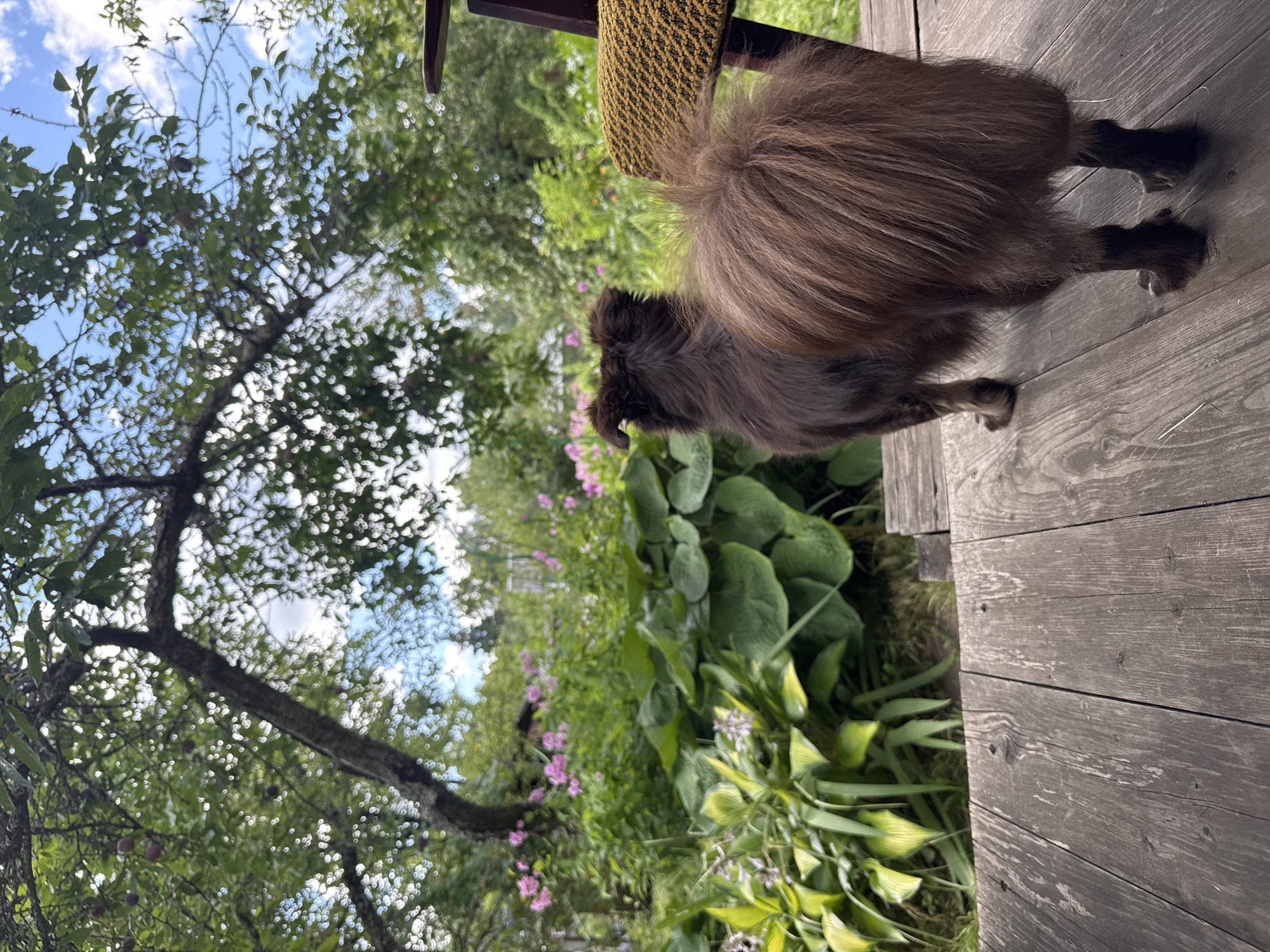 An outdoor, eye-level, medium shot shows the rear of a medium-sized, long-haired, brown dog standing on a weathered wooden deck. The dog is facing away from the camera, looking towards a lush garden. The garden features large green hosta leaves in the foreground, with smaller pink flowers and other greenery in the background. Above the garden, the branches of a mature tree with green leaves and some reddish-purple fruit are visible against a partly cloudy blue sky. To the right of the dog, the back of a chair with a woven yellow seat is partially visible. The image appears to be taken in a rural or suburban setting, likely a backyard garden in Красная Пресня Снт, Russia.