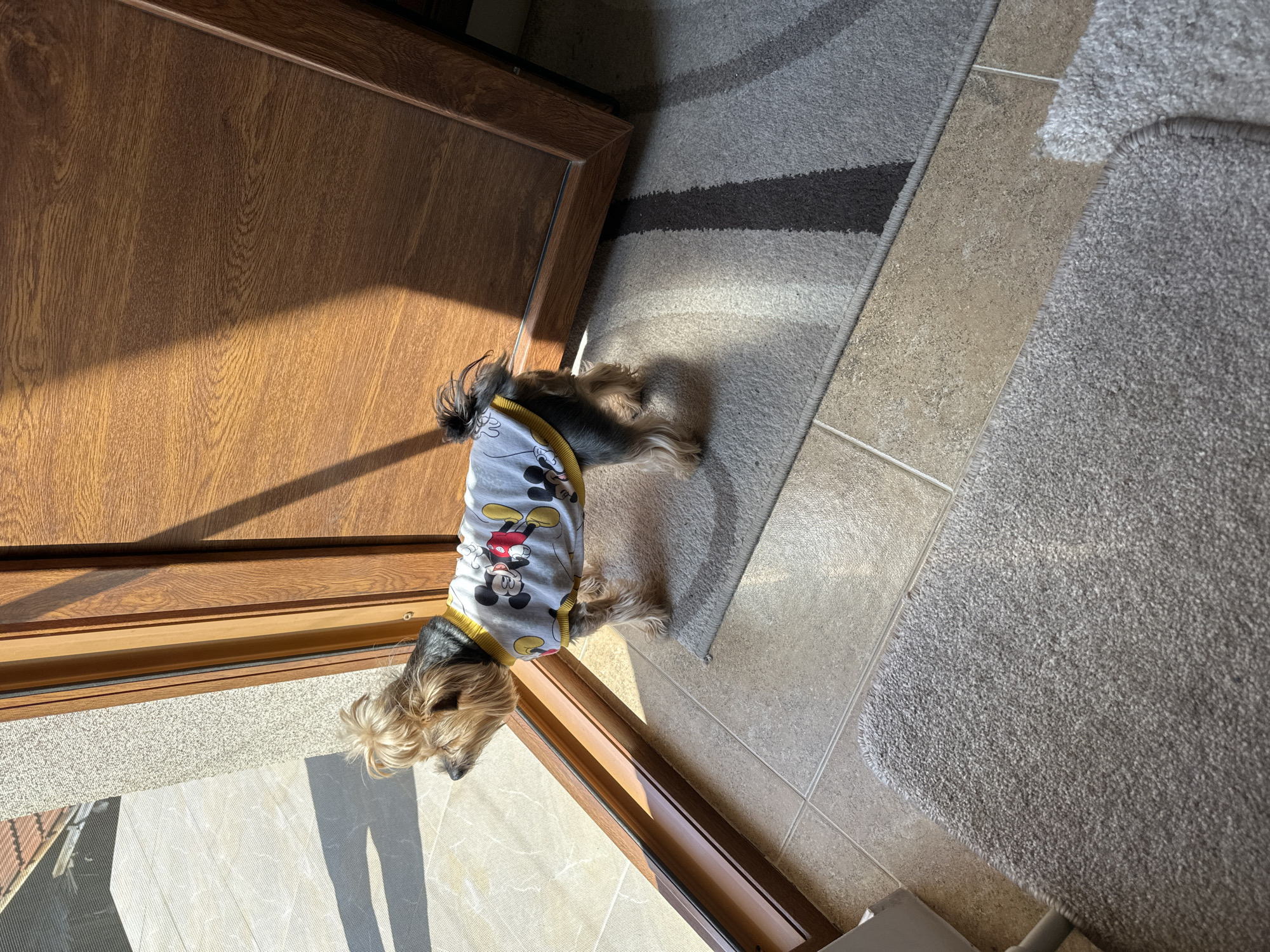 A small dog wearing a Mickey Mouse patterned shirt lies on the floor at the foot of an open wooden door, partially on a tile floor and partially on a rug. The scene is indoors, illuminated by natural light. A small area rug with gray, beige, and brown stripes is partially visible. A larger, light gray rug lies adjacent to the tile floor. The location is not discernible from the image. No people are visible.