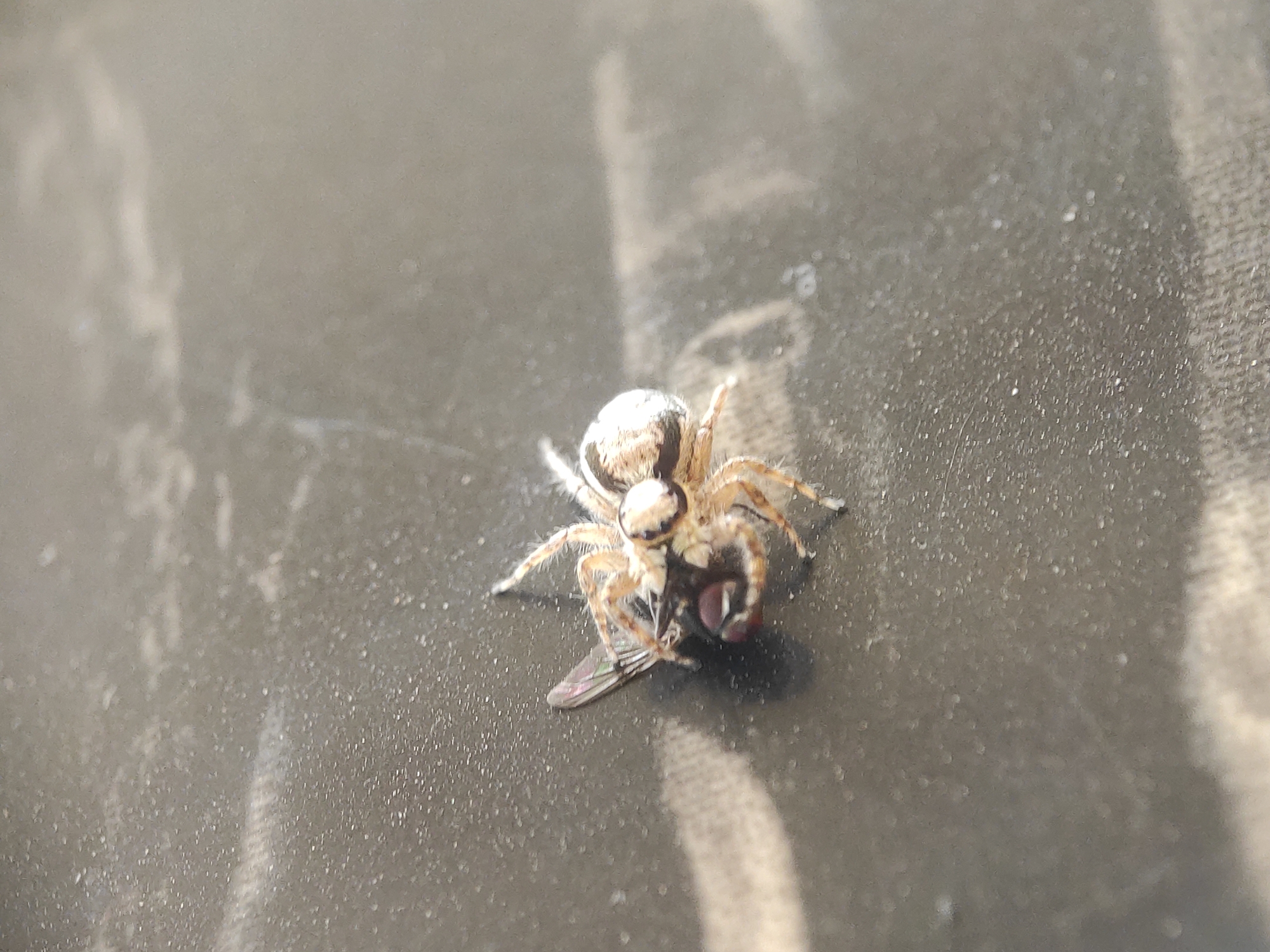 A spider is eating a fly on a dark, textured surface. The spider is light brown and white, with prominent eyes. The fly is smaller and darker in color. The location is unknown, and there is no evidence to suggest this is Lhokseumawe, Indonesia.