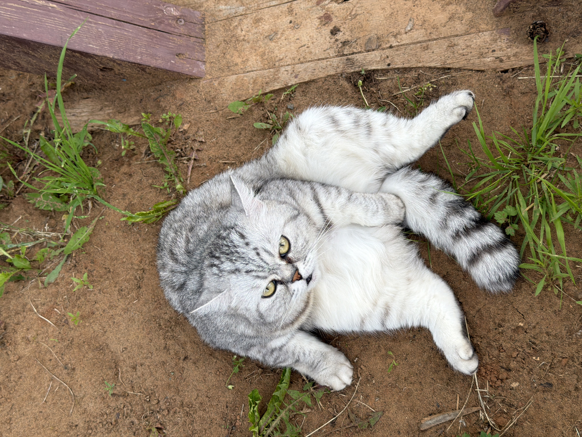A silver tabby cat with yellow eyes is lying on the brown soil. The cat is positioned on its side, with its hind legs tucked in and its tail curled around its body. There is some green grass growing around the cat and a wooden plank is visible on the right side of the image. The scene appears to be in an outdoor setting, possibly a backyard or garden, in Chaikovsky, Russia.
