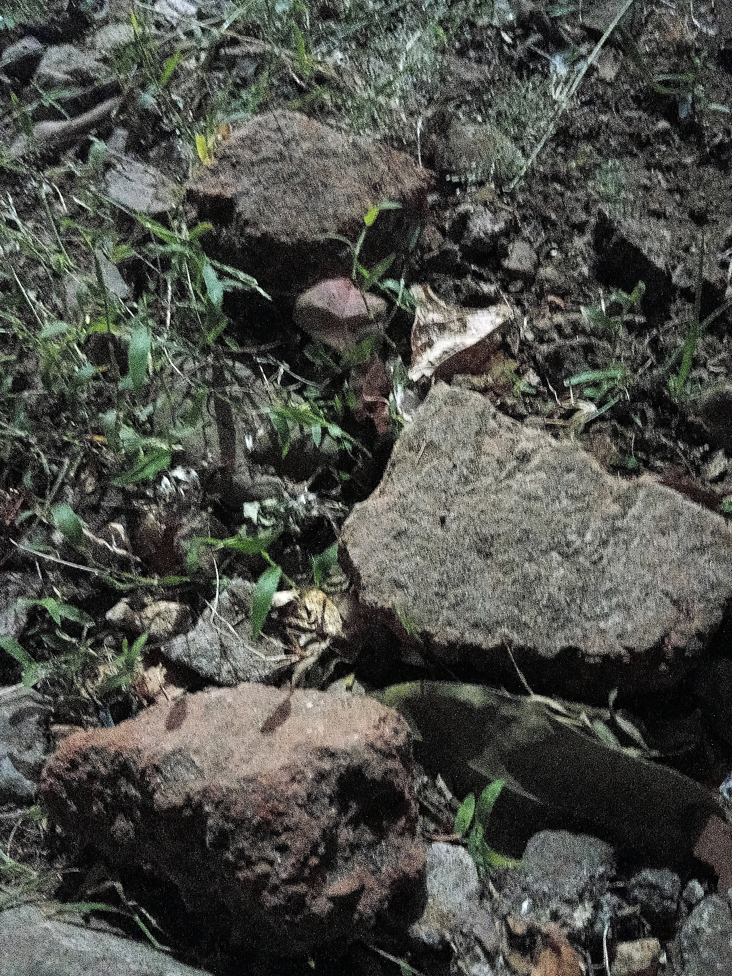The image shows a close-up view of a patch of ground with rocks, dirt, and sparse vegetation. The lighting suggests it may be daytime, with shadows indicating the direction of the sun. There are several rocks of varying sizes and textures scattered across the scene. Some appear to be rough and reddish-brown, while others are smoother and gray. Small green plants and blades of grass are growing between the rocks and in the dirt. Some dried leaves and other organic debris are also visible. The overall impression is of a natural, somewhat unkempt outdoor environment. The location is described as the city of Cikal, Indonesia, which implies an urban or peri-urban setting, though the image itself depicts a naturalistic scene that could be found in many such areas. No people or specific actions are evident in the image.