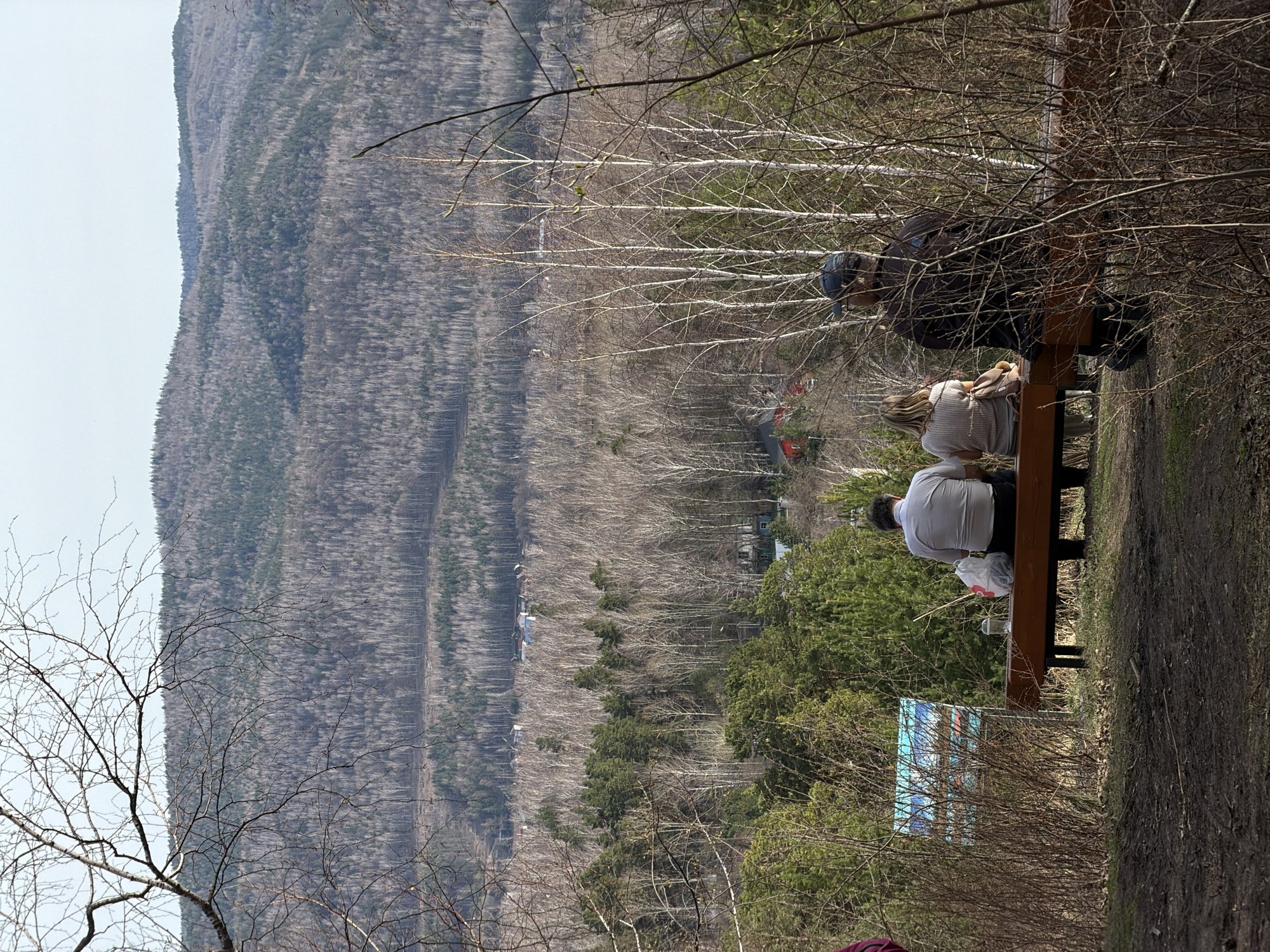 The image, rotated correctly, captures an outdoor scene at a scenic viewpoint in Krasnoyarsk, Russia. In the mid-ground, several individuals are present, two of whom are seated on a long wooden bench with their backs to the viewer. The person on the left wears a light-colored shirt, with a white plastic bag featuring a red logo and a thermos or cup placed next to them on the bench. Beside them, another person is seated, wearing a light-colored, textured top. A third individual, dressed in a dark jacket and a blue cap, stands or sits at the far end of the bench, partially obscured by bare branches.
The setting is a vast forested landscape. In the distant background, a long mountain range is densely covered with trees, primarily bare deciduous trees with some interspersed evergreens, suggesting a late winter or early spring season. The sky above is bright and clear, indicating daytime. The foreground and mid-ground are dominated by numerous bare deciduous trees, possibly birch, with prominent white bark and intricate branches, some showing nascent green buds.
To the left of the bench, a large blue informational sign with graphics and indistinct text is visible amidst bare bushes. A dirt path runs along the right side of the frame, below the bench. The overall scene conveys a sense of peaceful observation of the natural, mountainous environment.