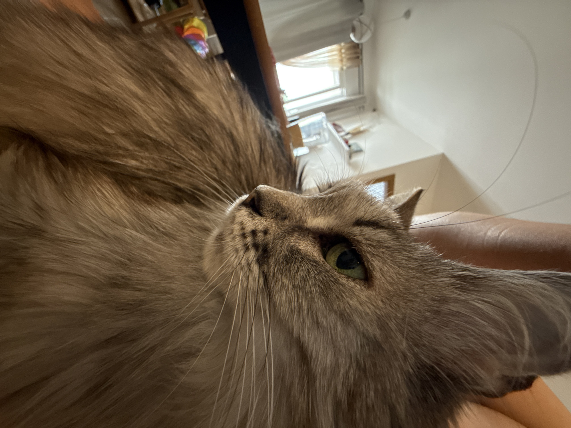 The image presents a close-up, low-angle perspective of a fluffy, long-haired cat, likely a Maine Coon or similar breed. The cat has greyish-brown fur, prominent white whiskers, and piercing green eyes that gaze upwards and slightly to the left. Its head is tilted, giving it an alert and curious expression.
A segment of a human arm or leg, light-skinned, is visible on the right side of the frame, suggesting the cat is being held or resting beside a person. The background indicates an indoor setting, likely a home, with a window fitted with blinds on the upper left, allowing natural daylight to illuminate the scene. This suggests the time of day is daytime. A white wall occupies the upper right portion of the background. Partially visible behind the cat's back is a dark wooden piece of furniture or shelving, upon which a colorful, indistinct object, possibly a toy or hat, rests. A thin, light-colored strand, resembling a human hair or string, curves across the white wall in the upper right. There is no visible text in the image.