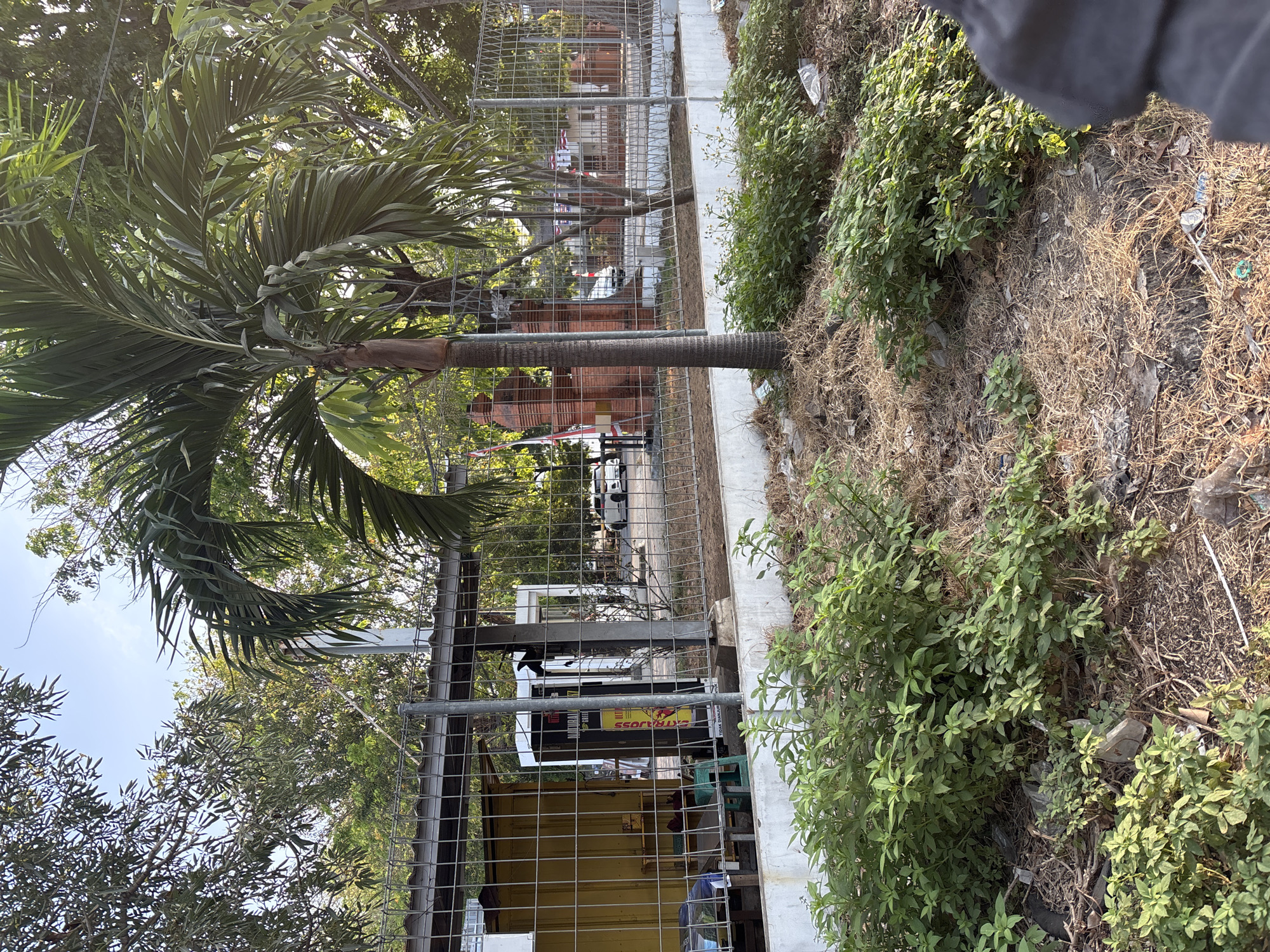 The image depicts an outdoor scene in Cirebon, Indonesia, likely near a roadside or public area. In the foreground, there is overgrown vegetation and dry grass, with some scattered debris including plastic bags and wrappers. A metal fence runs horizontally across the middle ground, separating the foreground from a paved area behind it.
Behind the fence, several elements are visible. A yellow structure, possibly a small booth or stall, is on the left, with a table and green chairs in front of it. To the right of the yellow structure, a tall white stand with red and black lettering is visible, appearing to be an advertisement or sign. Further to the right, a tall palm tree stands prominently. Beyond these structures, there is a brick gate or entryway.
In the background, more trees and foliage are present. White cars are visible on a road beyond the fence. The sky is a clear blue with some wispy clouds. The overall impression is of a somewhat untidy but functional urban environment.