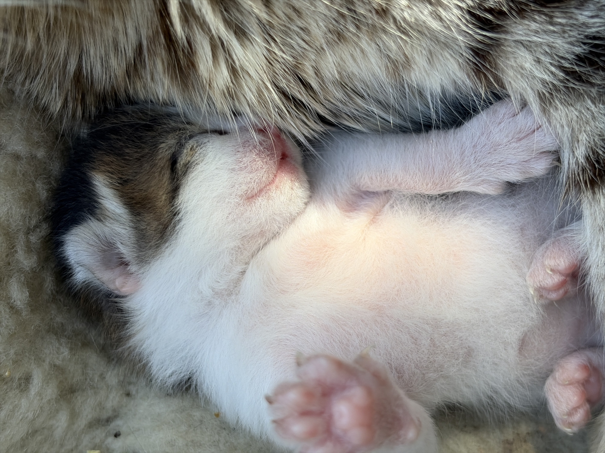 A close-up photograph shows a newborn kitten lying on its back in a furry nest. The kitten is mostly white with dark patches on its head. Its eyes are closed, and its paws are curled. The nest appears to be made of animal fur, possibly from the kitten's mother.