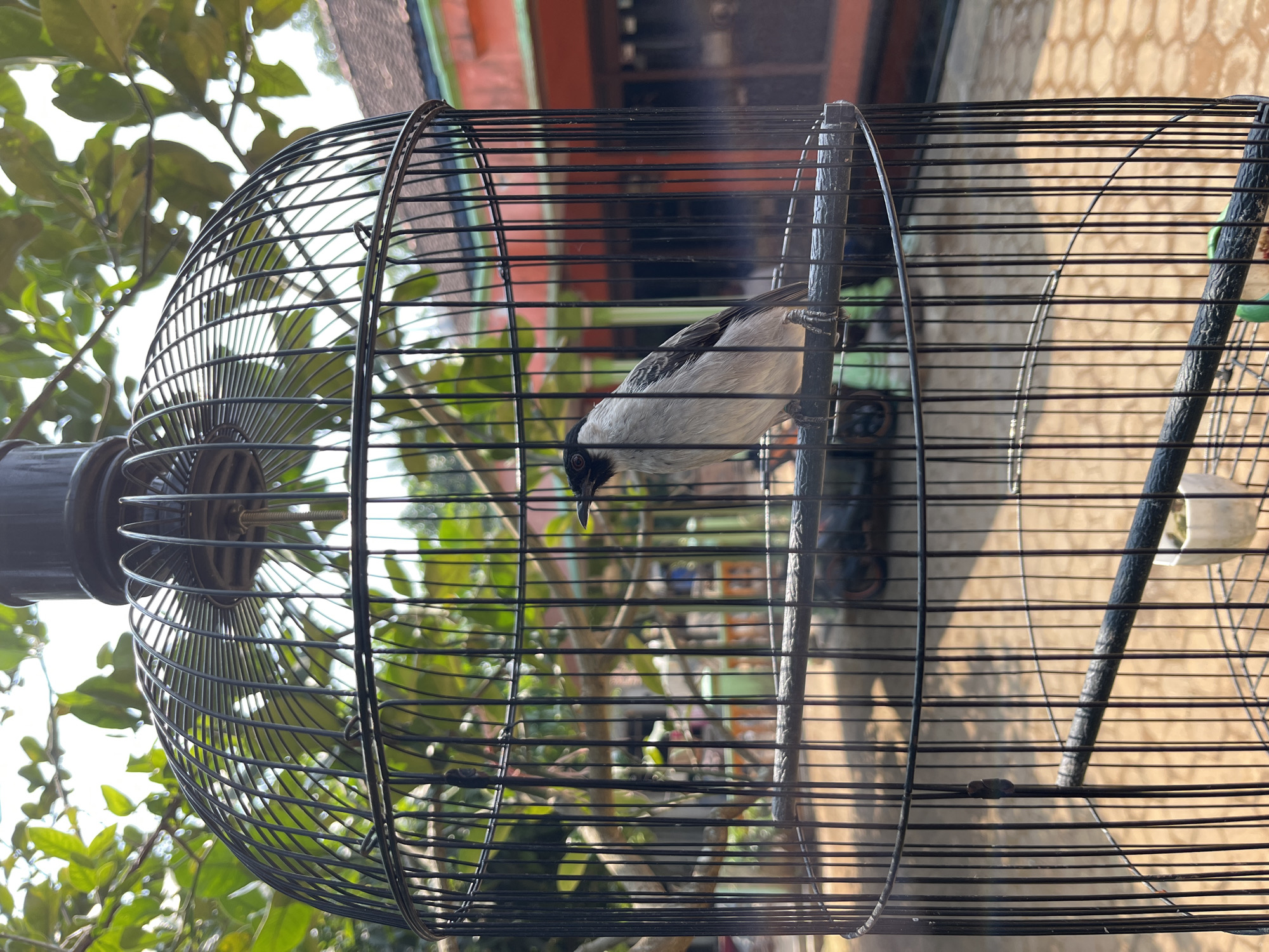 A bird, predominantly light gray with black markings on its head and wings, is perched on a horizontal bar inside a black wire birdcage. The cage is positioned outdoors, with a blurred background of green foliage and buildings. The setting appears to be a residential area, possibly in Glagah Kulon, Indonesia, given the architectural style of the building visible. Sunlight filters through the leaves, casting dappled shadows. The bird is facing to the right, with its beak slightly open. No people are visible in the frame.