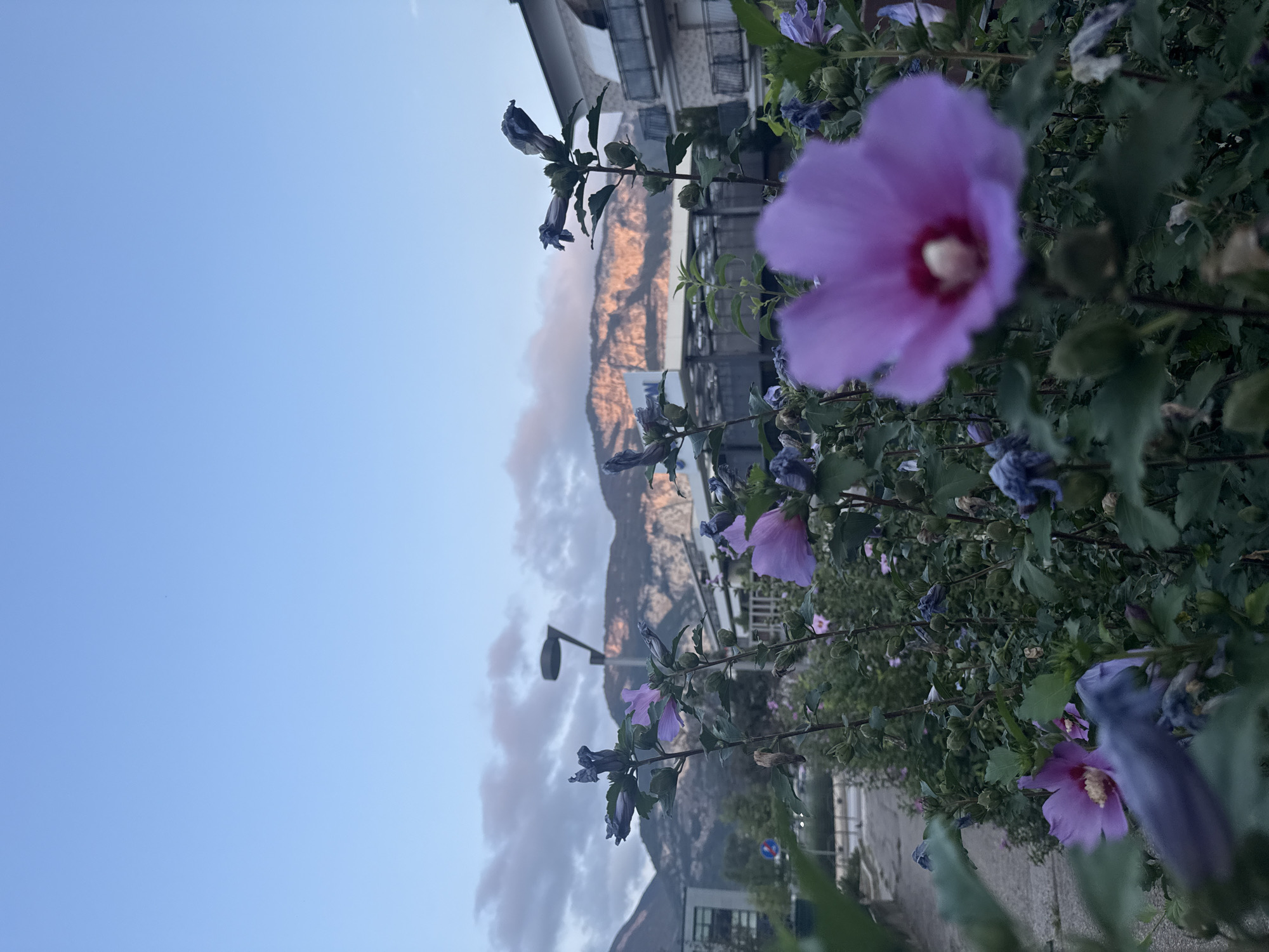 This image depicts a close-up view of purple hibiscus flowers in the foreground, with a backdrop of buildings and mountains in the city of Trento, Italy. The sky is a pale blue with scattered clouds, and the mountains in the distance are illuminated by the warm glow of sunset. The flowers are in various stages of bloom, with some fully open and others still in bud. The leaves of the hibiscus plants are a deep green, and the overall lighting suggests it is either early morning or late evening. A lamppost is visible behind the flowers, and buildings with balconies are situated further in the background. The scene conveys a sense of natural beauty juxtaposed with urban elements.