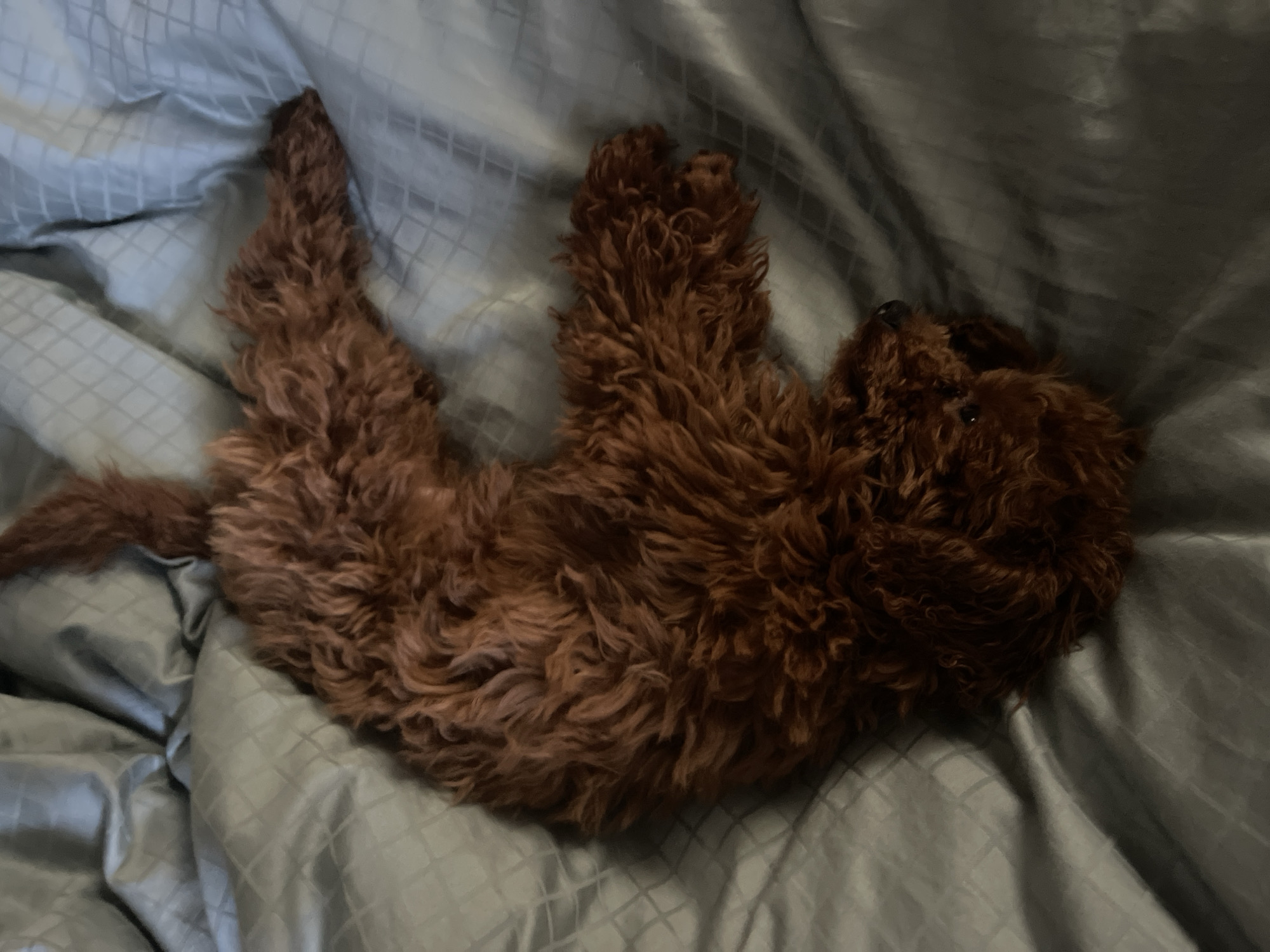 A reddish-brown, curly-haired dog lies curled on a light gray, quilted blanket. The dog is positioned diagonally across the frame, with its head towards the upper right corner and its tail extending towards the lower left. The dog's body is twisted slightly, and its limbs are bent. The blanket has a square pattern. The image does not provide any information about the location being Sofia, Bulgaria.