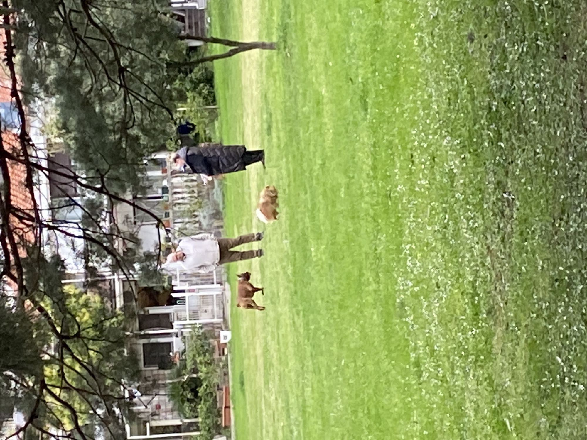The image shows a park in Budva, Montenegro. The foreground includes a grassy field with small white flowers, two dogs, and two adults. One adult is wearing a white shirt and khaki pants and is walking near one of the dogs. The other adult is wearing a dark coat. In the background is a two-story building surrounded by a fence and trees.
