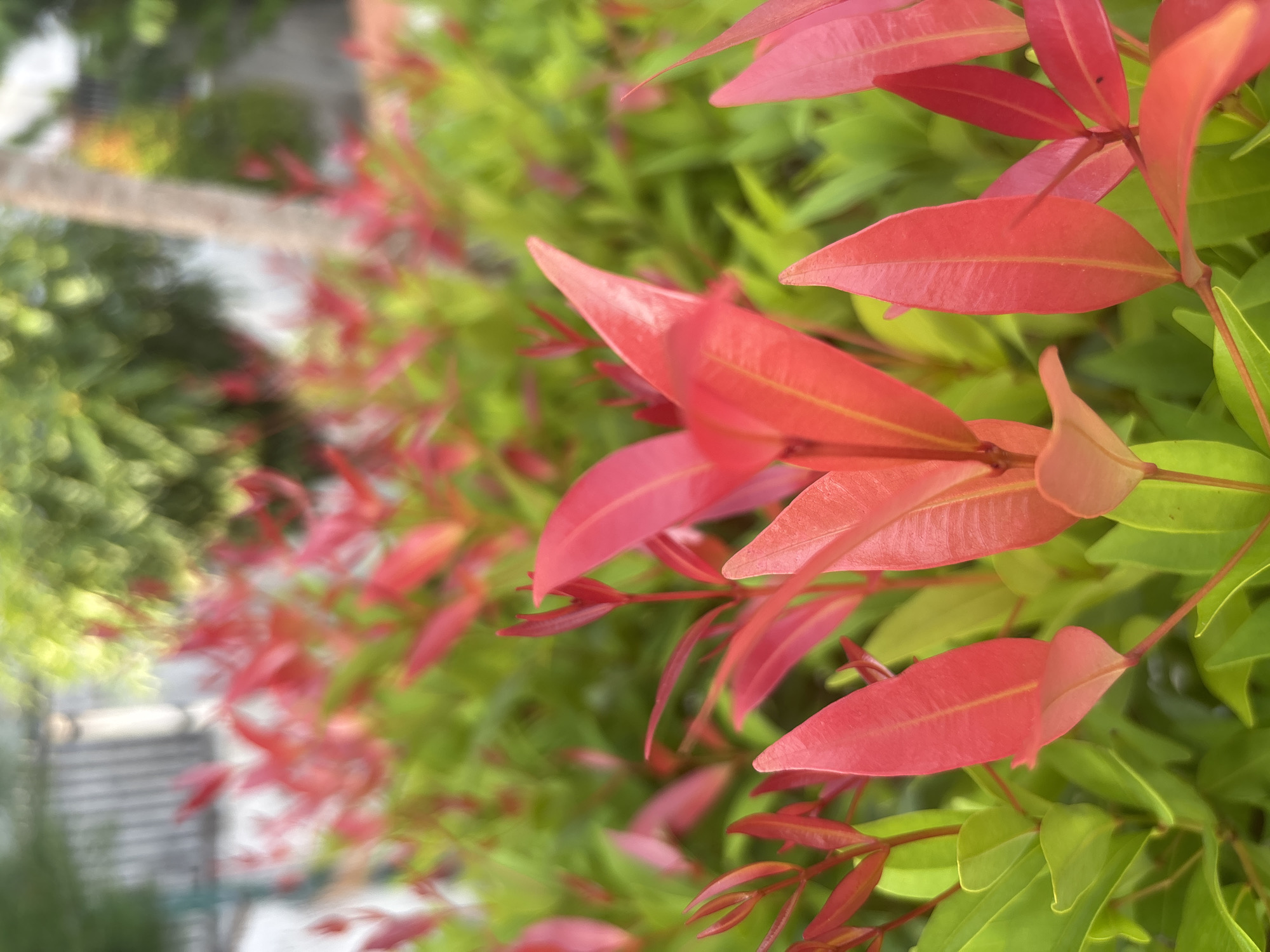 The image shows a close-up view of vibrant red and green foliage, likely a hedge or shrub, with a shallow depth of field. The foreground is dominated by bright red new leaves, some pointed and elongated, while the background consists of softer green leaves that are out of focus. The setting appears to be outdoors, possibly in a garden or park. There are no people or animals visible in the image. The lighting suggests it is daytime. Without specific landmarks or context, it is impossible to definitively place this image in Lhokseumawe, Indonesia, however, the tropical appearance of the plants is consistent with the climate of the region.