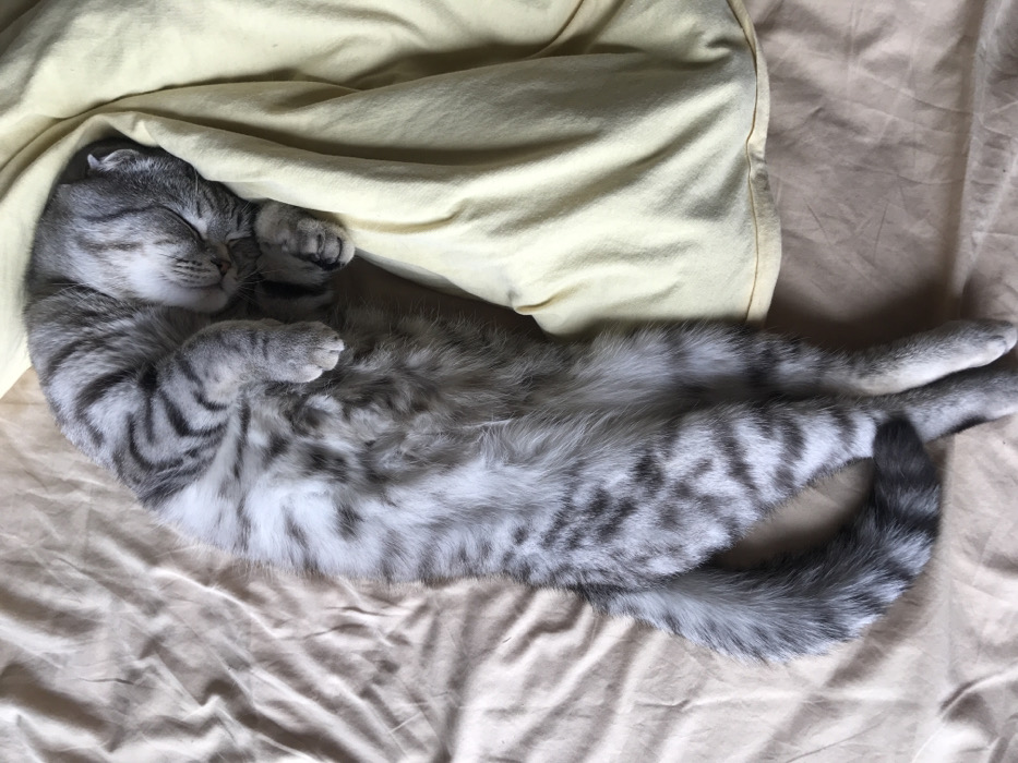 The scene, located in Высокиничи, Russia, depicts a silver tabby Scottish Fold cat asleep on a bed, viewed from an overhead perspective. The cat is stretched out along the center of the frame, lying on its back and side with its limbs extended. Its eyes are closed, and its front paws are curled near its face. The fur displays distinct grey and black mackerel and spotted tabby patterns. The cat rests on a light beige or tan wrinkled sheet. To the cat's right, a yellow fabric, likely a pillow or folded blanket, partially covers its head and upper body. No other subjects or objects are present within the visible frame.