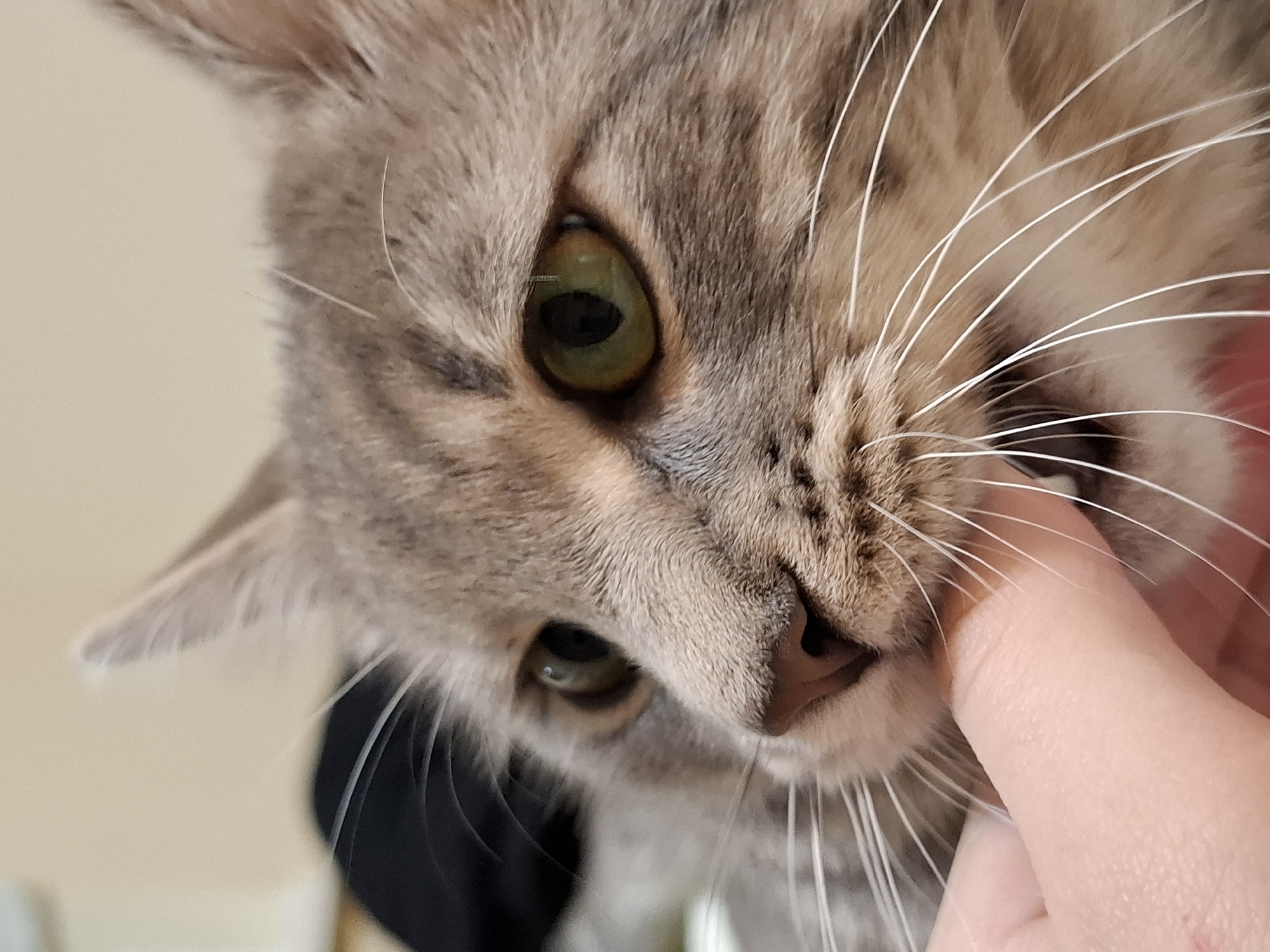 A close-up, intimate portrait features the head of a domestic tabby cat interacting with a human hand. The cat's face fills the majority of the frame, showing its grey and brown striped fur with distinct tabby markings, particularly on its forehead and cheeks. Its left eye is large, round, and a striking green-amber color with a dilated black pupil, appearing attentive. A second eye is partially visible below the first. Long, white, delicate whiskers prominently fan out from the cat's muzzle.
A light-skinned human finger, likely an index finger, is gently pressed against the cat's face on the right side of the frame, near its mouth and whisker pad. The cat's expression appears calm and engaged, seemingly tolerant or curious about the touch. Its small, pinkish-brown nose is visible just above the interacting finger. Parts of the cat's ears are visible on the left side of its head.
The background is soft and out of focus, featuring a light, neutral tone on the left, possibly a wall. A dark, indistinct shape is visible behind the cat's lower jaw on the left, and a blurry reddish-pink area appears behind the human hand on the right. The lighting is soft and even, suggesting an indoor setting. There is no discernible text in the image. The scene conveys a moment of gentle interaction and connection between the cat and its human companion.