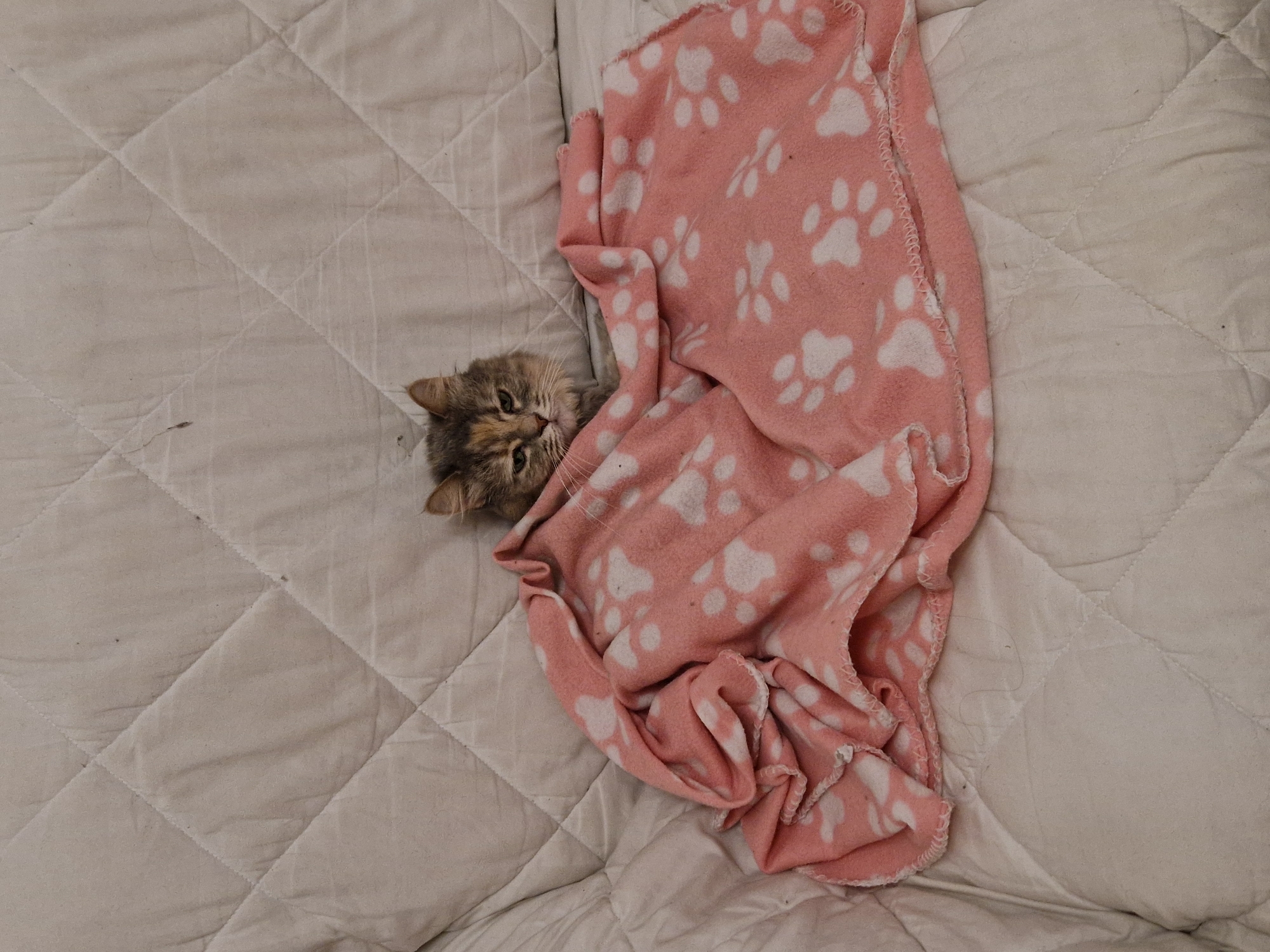 A calico cat is nestled under a pink blanket with white paw prints. The cat is partially visible, with its head and front paws emerging from the blanket. It appears to be on a quilted surface, possibly a couch or bed. The background is a neutral-colored quilted fabric, with diamond-shaped stitching. The scene is illuminated by soft, overhead lighting. This image does not contain information about its location in Lovech, Bulgaria.