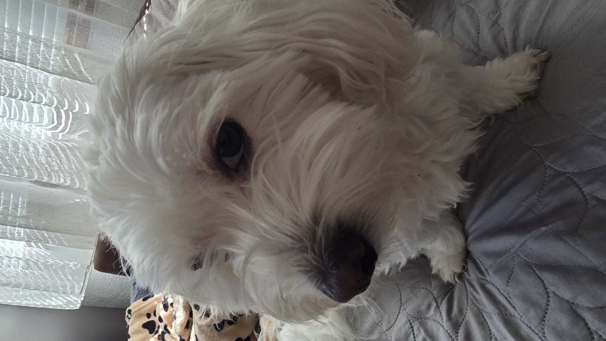 A close-up, slightly tilted photograph shows a small, white, fluffy dog lying on a gray quilted surface. The dog's face is prominent, with its dark eyes and nose clearly visible. The background includes a partially visible window with white blinds, and a section of a blanket or clothing with a brown and black spotted pattern. There is no evidence to suggest the location is in Blagoevgrad, Bulgaria.