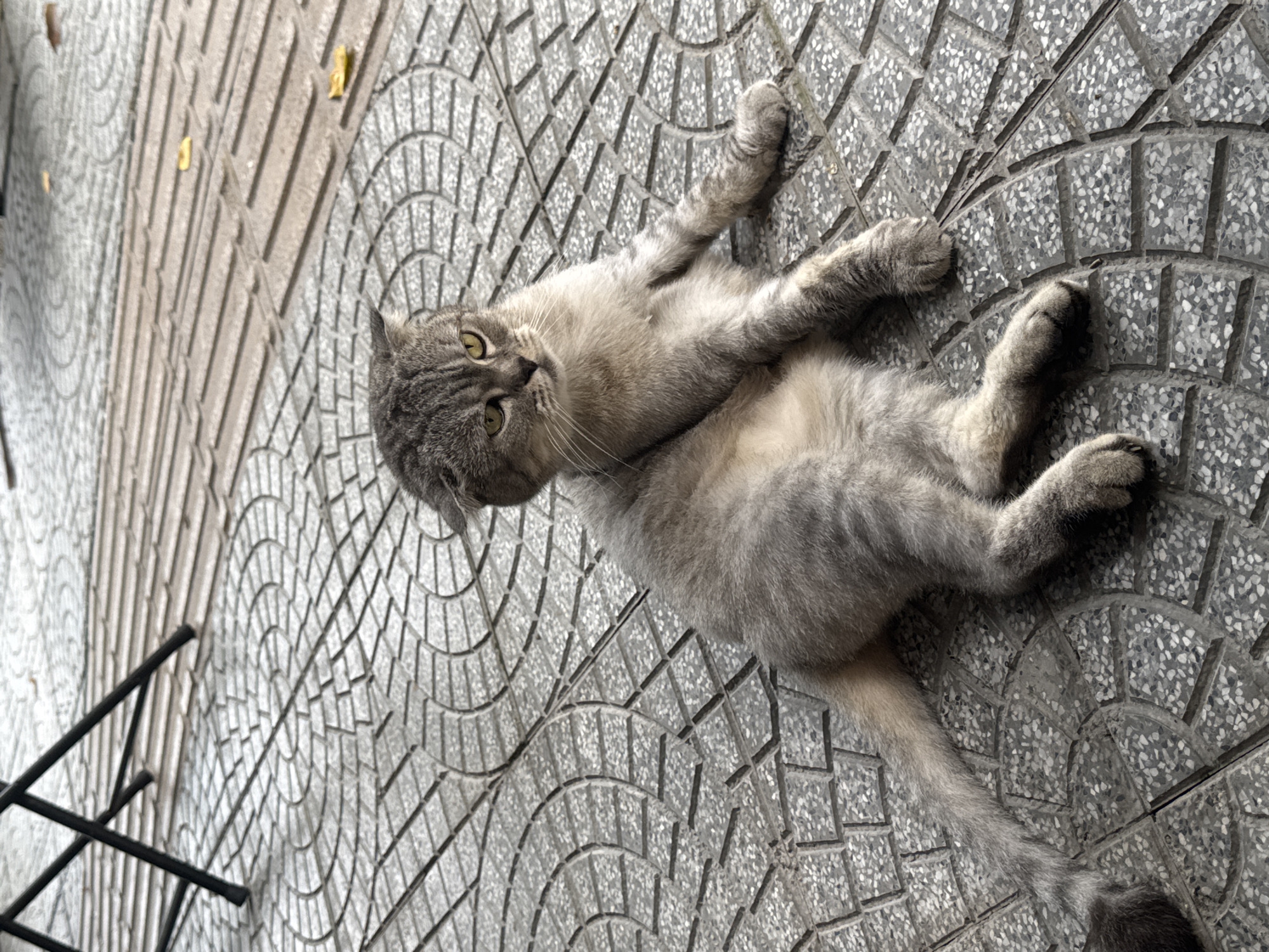 A gray tabby cat lies on its back on a gray, patterned sidewalk. The sidewalk is composed of small, interlocking stones arranged in concentric semi-circles. A black metal object, possibly part of a chair or table frame, is partially visible in the lower left corner. The cat is angled slightly towards the camera, with its head turned to the left. The location of the image is unknown.