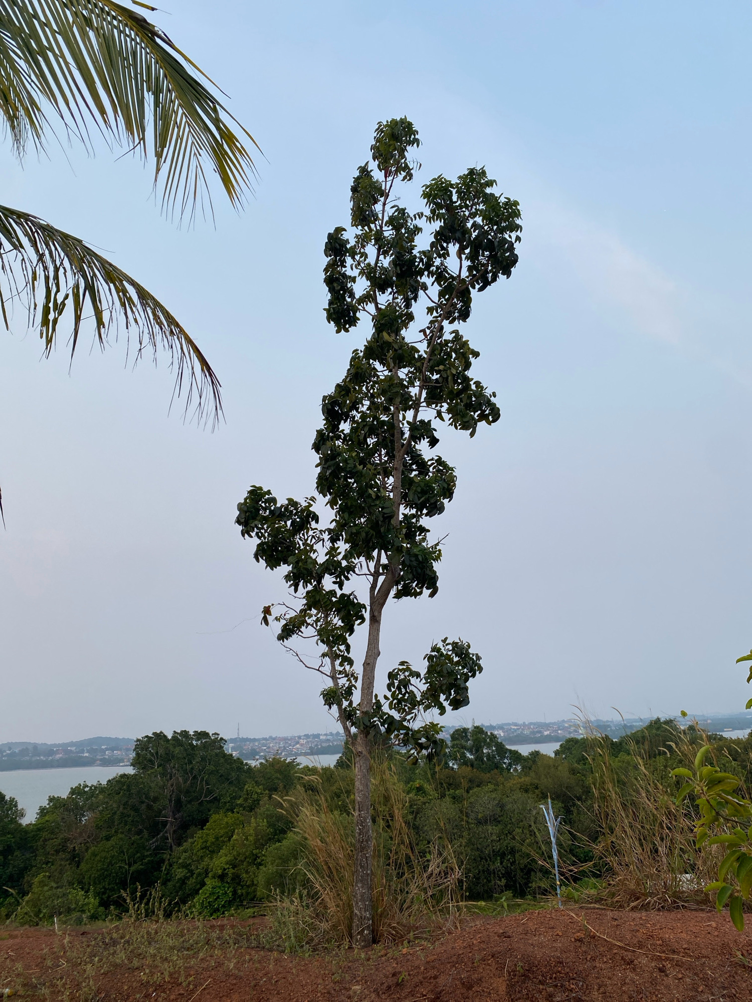 The image shows a tall, slender tree with dark green foliage in the foreground. To the left of the tree, a portion of a palm frond is visible. In the background, there is a body of water with a distant cityscape along the shoreline. The sky is a pale blue with some wispy clouds. The terrain in the foreground appears to be a reddish-brown soil with dry grass and smaller plants. The overall impression is a scenic view of Tanjung Pinang, Indonesia, overlooking the water and the city. There are no people or animals visible in the image. The scene is tranquil and natural.