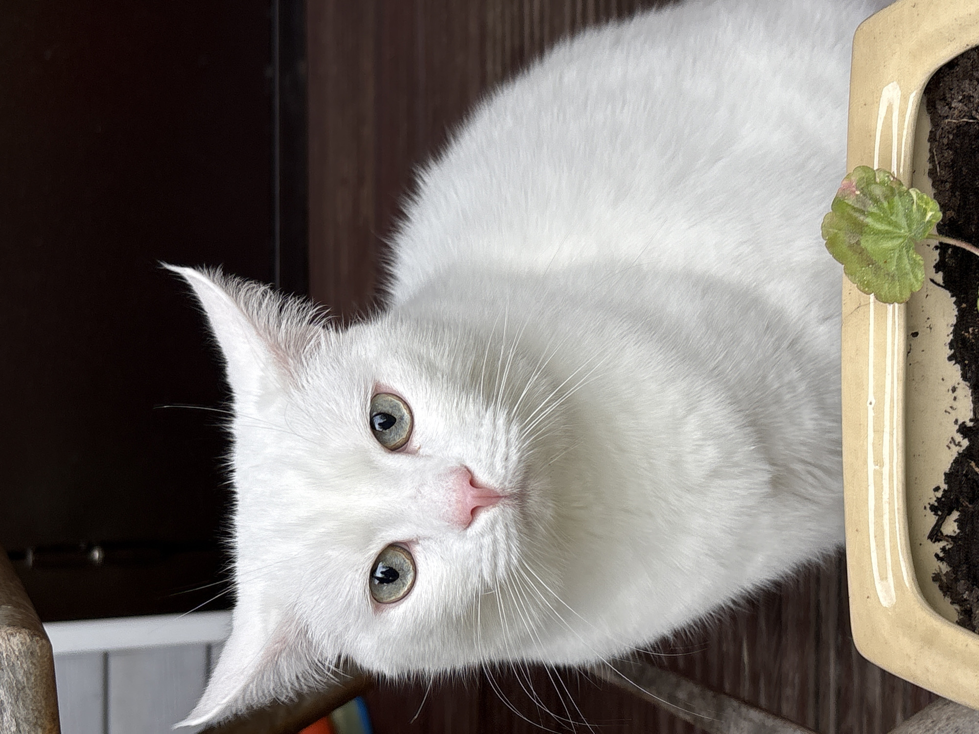 A white cat with green eyes is looking at the camera. The cat is near a plant pot filled with soil and a small green leaf. The background is a dark wooden surface. The image is likely taken indoors. The location is Ленинградская, Russia.