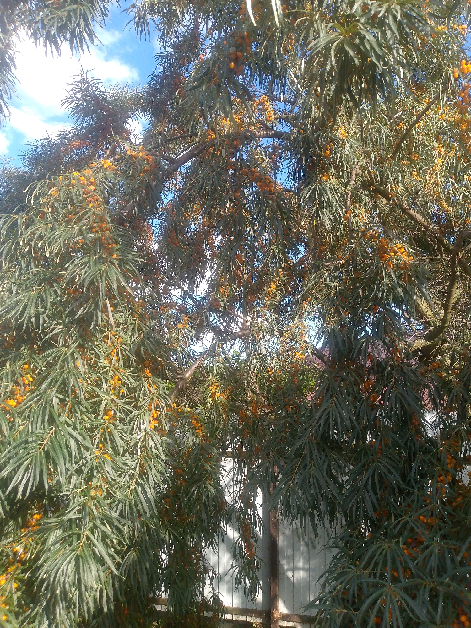 This is a medium shot of a sea buckthorn tree laden with ripe, orange berries. The tree is dense with long, narrow, silvery-green leaves. The branches are visible beneath the foliage, and the trunk of the tree is present in the lower left portion of the frame. In the background, a light-colored wooden fence is visible, with a hint of a roofline peeking out from behind the tree on the right. The sky, a bright blue with scattered white clouds, is visible through the canopy. The scene appears to be outdoors on a sunny day. The location is identified as Shimsk, Russia. There are no people or animals visible in the image.