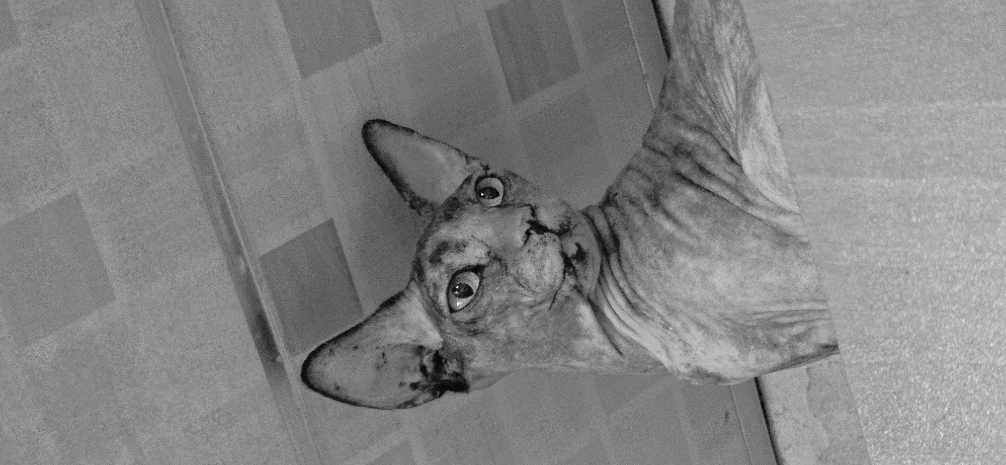 A grayscale medium shot captures a Sphinx cat from a low angle, its gaze directed slightly upward and to the right of the camera. The cat's skin is wrinkled, with faint tabby markings visible on its body and face. Its large, expressive eyes are open, and its pointed ears are alert. The cat is positioned on what appears to be a textured surface, possibly a ledge or a piece of furniture. The background is a ceiling with a checkered pattern, and a metallic pipe runs diagonally across the upper portion of the image. There are no people or other animals present, and the environment is not identifiable as being in Baku, Azerbaijan.