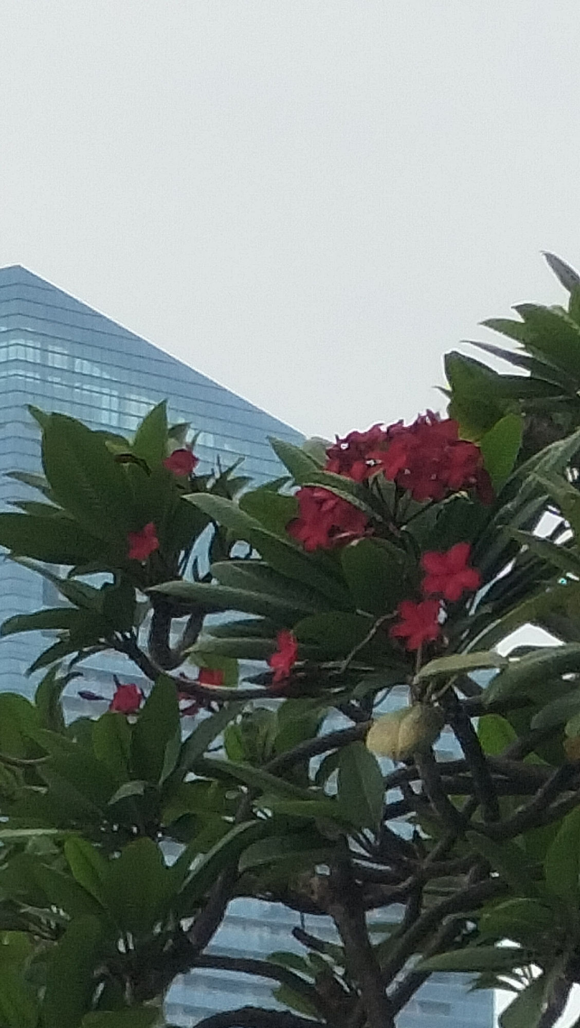 The image depicts a close-up view of red flowers and green leaves of a tree, with a modern, glass-facade skyscraper visible in the background. The skyscraper is a tall, geometric building with a reflective blue exterior, suggesting an urban environment. The flowers are small and clustered, with a vibrant red hue. The leaves are broad and lush green, partially obscuring the building. The sky is overcast and pale gray, contributing to a soft, diffused light. The overall impression is a juxtaposition of nature and architecture, with the tree and its blossoms providing a natural element against the backdrop of a contemporary cityscape. The scene appears to be in Singapore, given the architectural style of the building and the presence of tropical vegetation.