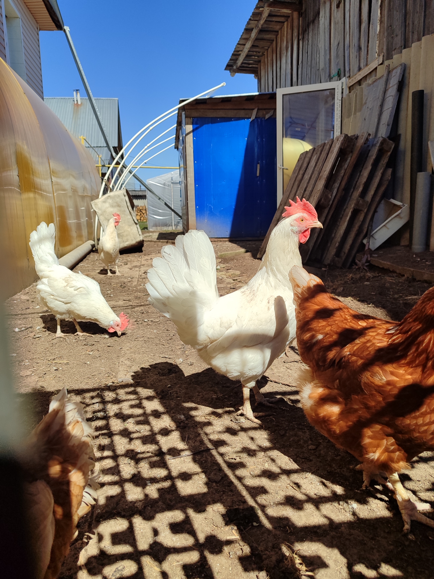 The image shows several chickens in a dirt-covered yard, likely in a rural setting. There are both white and brown chickens. The white chickens appear to be Leghorns, while the brown chickens are likely Rhode Island Reds or similar breeds. The ground is covered in loose soil, with dappled sunlight filtering through an unseen overhead structure, casting a geometric shadow pattern. In the background are a plastic-covered tunnel-like structure, a blue door, and a weathered wooden building. The geographical location is Malaya Purga, Russia. The image depicts a common backyard scene with poultry. There are no people visible in the image.