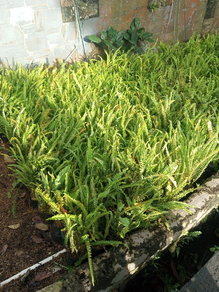 A vibrant patch of ferns flourishes beside a stone wall. Their fronds, predominantly green with hints of yellow and brown, densely fill the space. A thin, white pipe rests amidst the ferns on the left. A small tree clings to the wall, positioned above the ferns. A concrete ledge borders the fern patch on one side. Overall, the scene displays a lush and verdant green space.