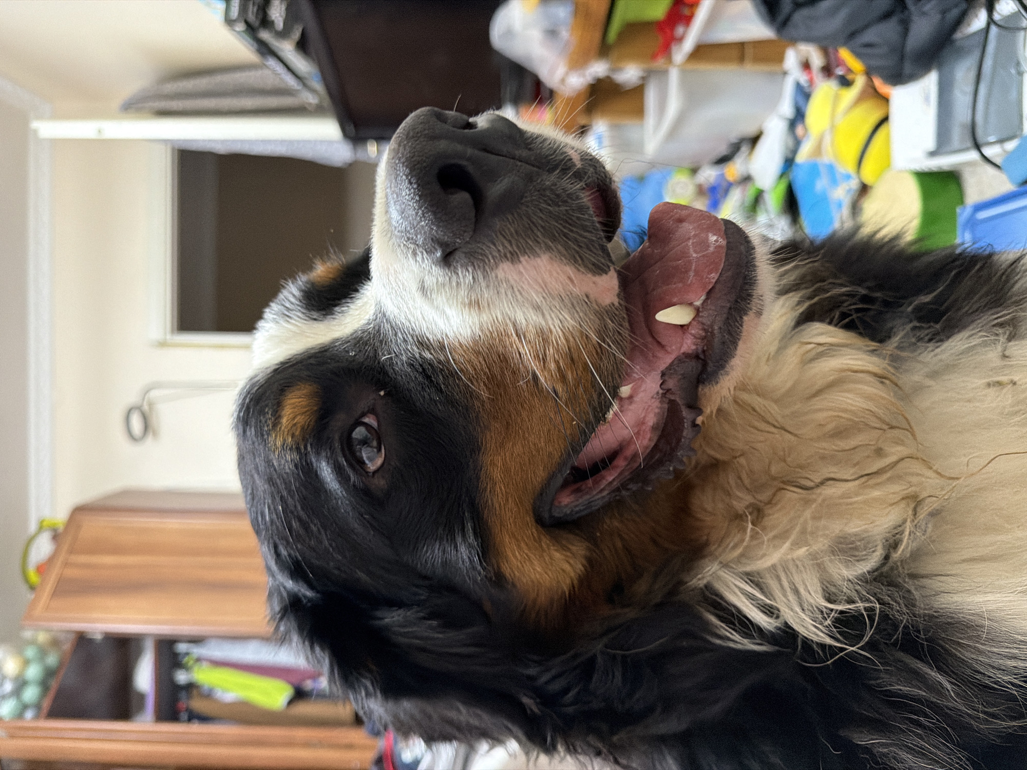 The image shows a close-up of a Bernese Mountain Dog's face. The dog has a tri-color coat with black, white, and tan markings. Its mouth is open, and its tongue is visible. The dog is looking to the right of the frame. The background appears to be an indoor setting, possibly a room in a house, with furniture and household items visible. The location of Nakhabino, Russia is not depicted in the image.