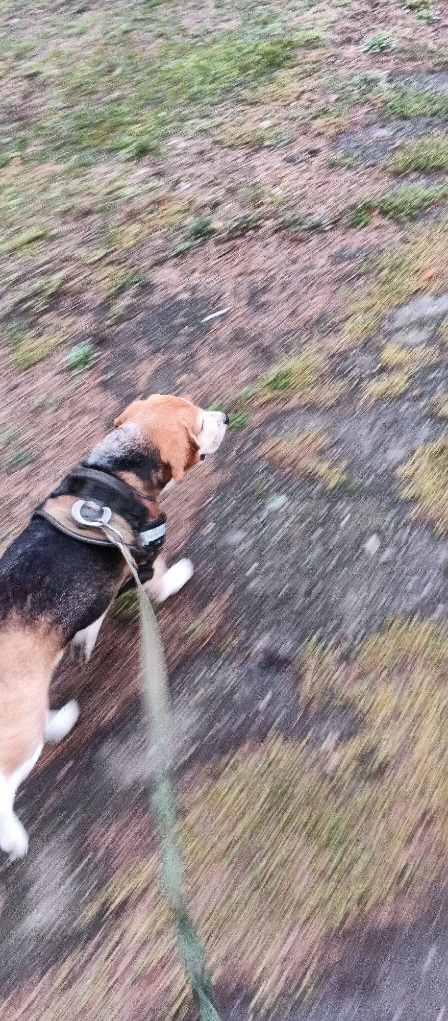 A motion-blurred image shows a beagle dog wearing a dark harness and a leash attached to it, running on a dirt path with patches of grass. The dog is mostly brown, black, and white, and its fur is somewhat indistinct due to the motion blur. The leash, a light green color, is visible extending from the harness towards the bottom left of the frame. The ground appears to be a mix of dry earth, scattered pebbles, and sparse, dry grass, with some greener patches. The background is also blurred, suggesting movement, and consists of similar ground texture and vegetation. The image is taken outdoors, likely in a park or natural area. No specific landmarks or identifiable features are visible to pinpoint a location within Smila, Ukraine.
