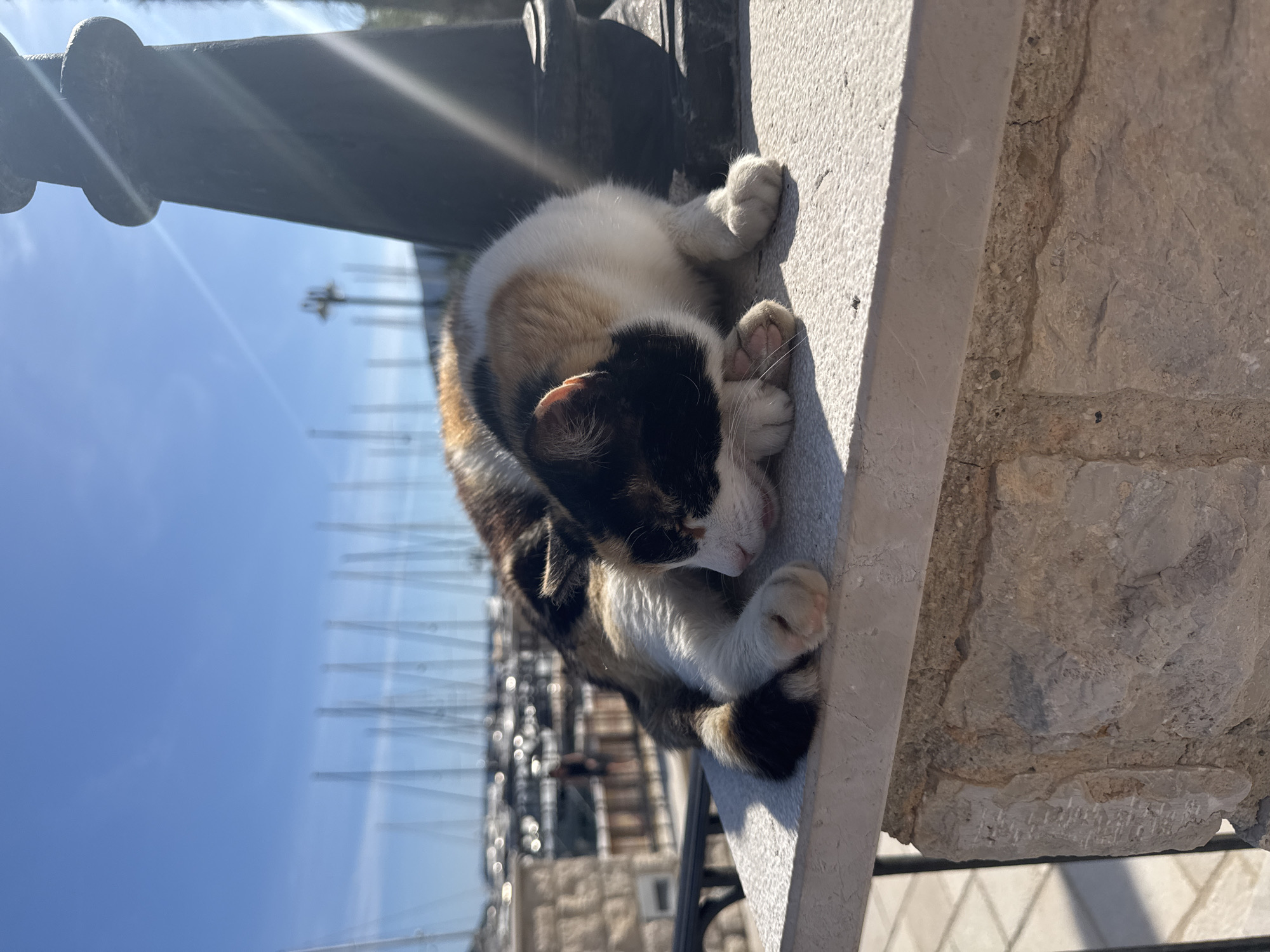 A tortoiseshell cat is curled up on a stone ledge, possibly a balcony or wall, with a marina visible in the background. The cat's head is tucked into its body, and its paws are visible. The ledge is light gray, and the stone wall behind it is rough and textured. In the background, numerous masts of sailboats or yachts are visible against a blue sky. This scene appears to be in Meljine, Montenegro. A dark metal rail is above the cat.