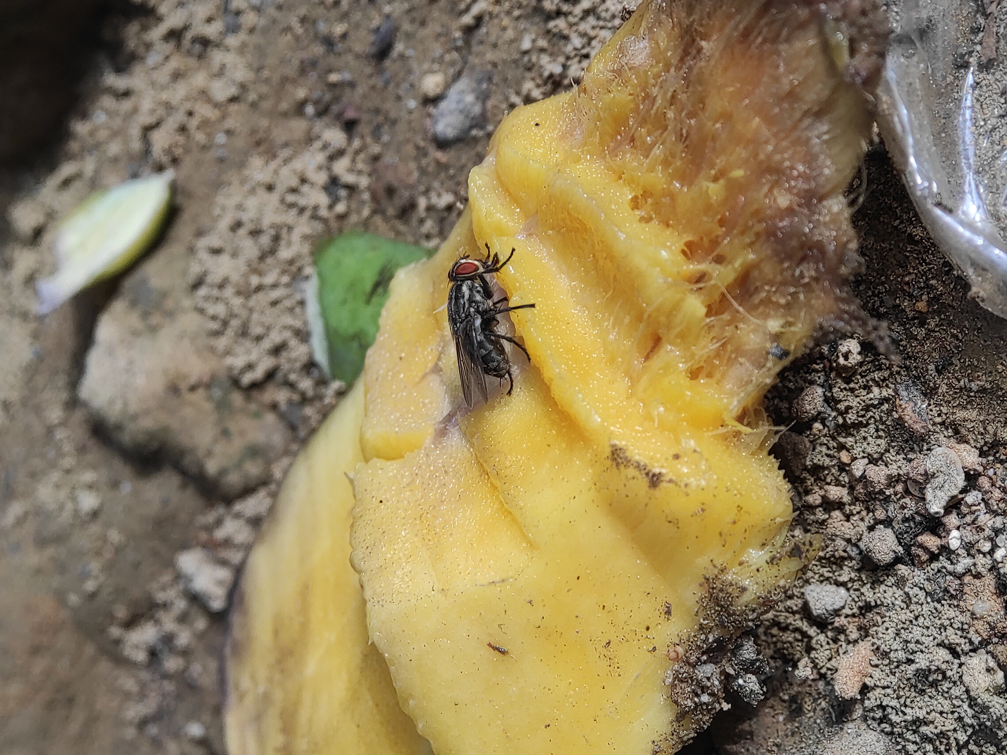 A fly sits on a piece of yellow fruit. The fruit is surrounded by dirt. A couple of leaves and some plastic litter are also visible. The location is unspecified; Lhokseumawe, Indonesia is based on user input.