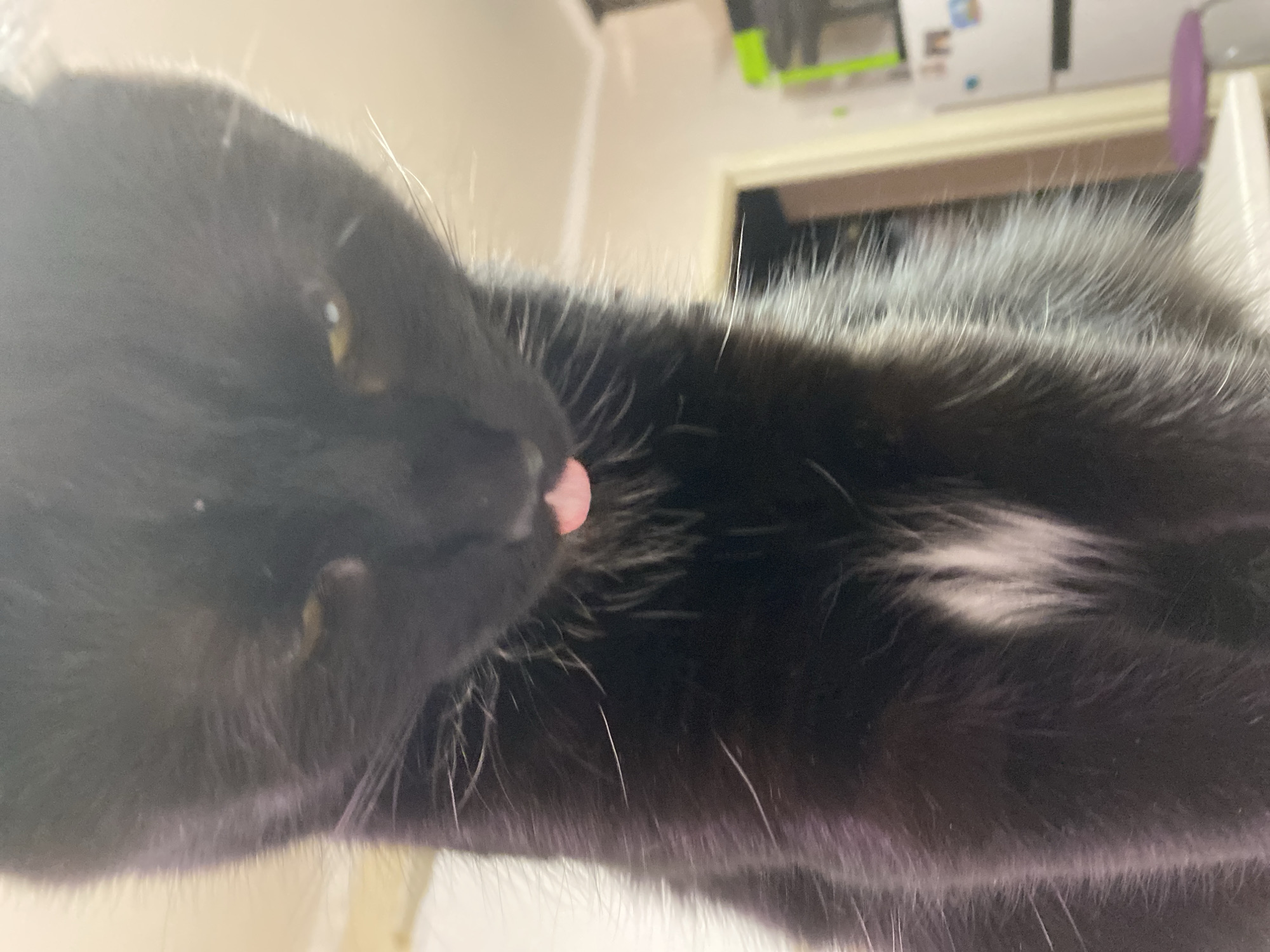 A black cat with a white patch on its chest is licking its nose with a pink tongue. The cat's yellow eyes are visible. The background is blurry and appears to be an indoor setting with a doorway and various objects. There is no evidence to suggest the location of the scene is Chaikovsky, Russia.