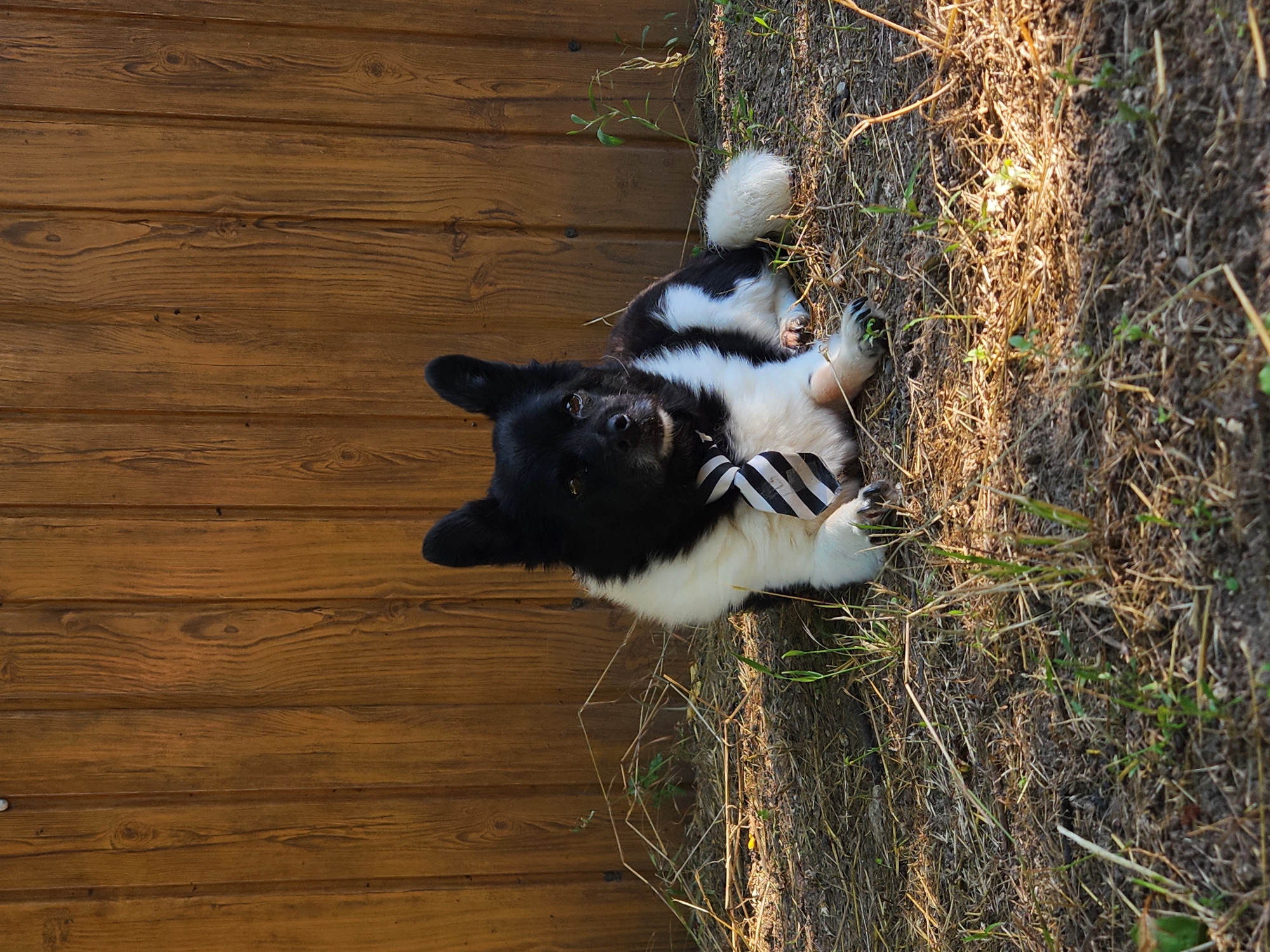 A black and white dog with a striped tie lies on the dry grass in front of a wooden fence. The dog is facing forward with its head slightly tilted. The background is a brown wooden fence. The foreground is a patch of dry grass and dirt. The image is taken outdoors in what appears to be a backyard or a park. The location is identified as Varna, Bulgaria.