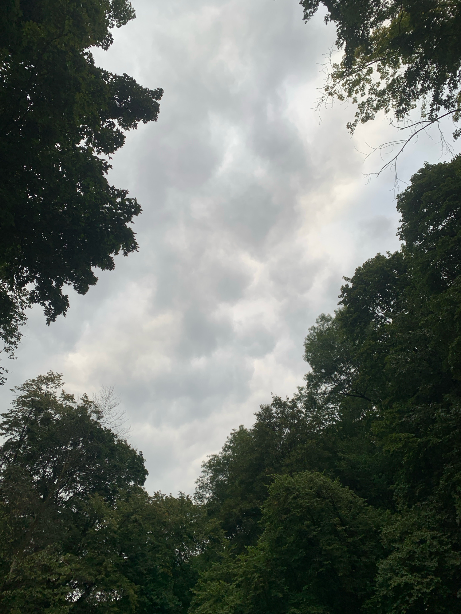The image shows a view looking up at a cloudy sky framed by the dense green foliage of trees. The trees are full of leaves, suggesting it is either spring or summer. The sky is overcast with grey clouds, but some lighter patches indicate diffused sunlight. There are no people, man-made structures, or specific landmarks visible that would allow for a precise location within Lviv, Ukraine. The scene is entirely natural, focusing on the canopy of trees against a cloudy sky.
