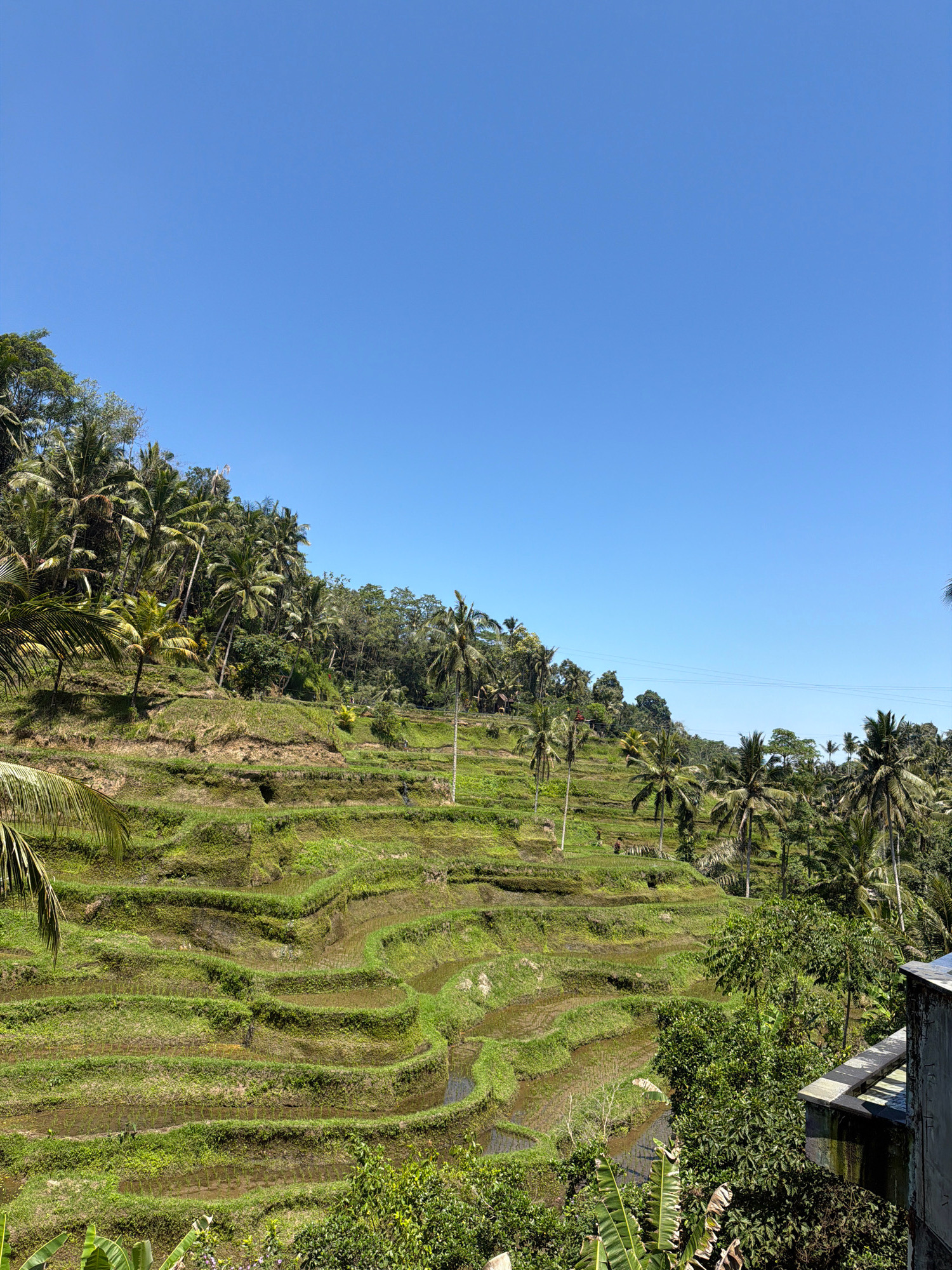 The image shows the Tegallalang rice terraces in Tegallalang, Indonesia, on a clear, sunny day. The terraces are carved into the hillside and are lush with green rice paddies. Palm trees are scattered throughout the landscape, and a bright blue sky fills the upper portion of the frame. In the foreground, a portion of a building or structure with a light-colored roof is visible on the right side. A few figures can be seen in the distance on the terraces, suggesting human activity. The overall scene depicts a beautiful and iconic natural landscape typical of Bali.