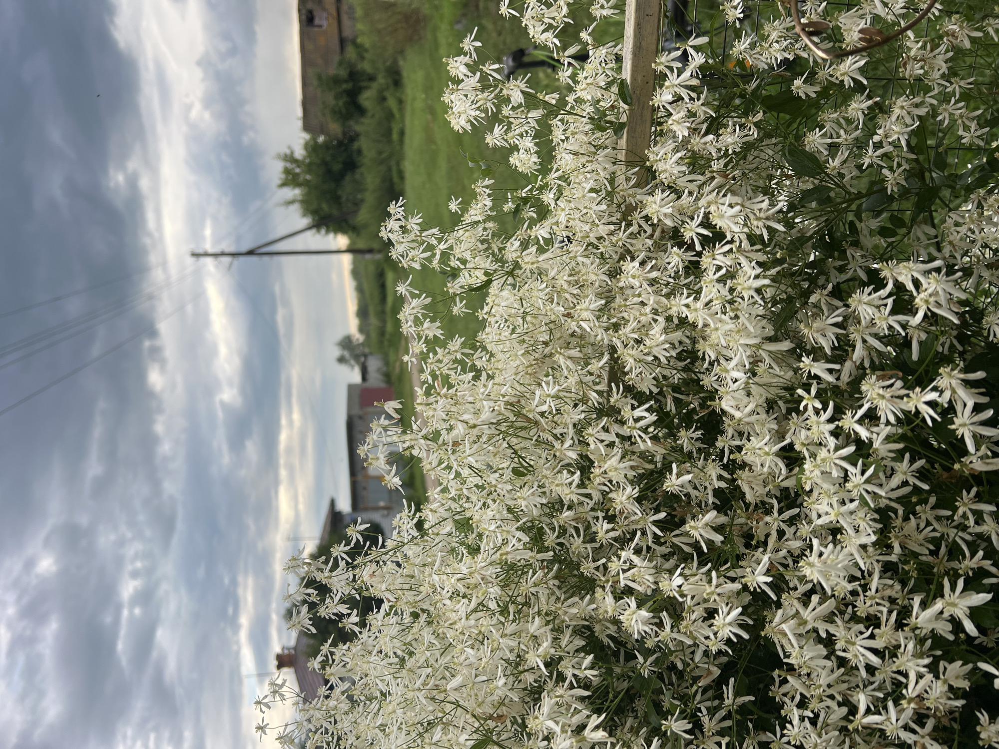 The image depicts a dense bush of small white flowers, likely Clematis, in full bloom. The flowers are star-shaped with delicate petals and many of them are in focus, creating a soft, ethereal effect. The bush is positioned in the foreground, obscuring much of the background.
The background reveals a rural scene in Pivkino, Russia. A wooden fence post or support is visible to the right of the flower bush. Beyond the flowers, a green grassy field stretches out, dotted with trees. In the distance, there are several buildings, including what appears to be a weathered brick structure with a damaged roof, suggesting a rural or semi-abandoned farmstead. A utility pole with power lines stretches across the landscape, indicating the presence of infrastructure.
The sky is overcast with dramatic, streaky clouds, hinting at impending rain or a recent storm. The lighting is diffused, suggesting it is either early morning or late afternoon, possibly around dusk or dawn, given the soft light and the slightly muted colors. There are no people or animals visible in the image. The overall mood is serene and natural, with a touch of melancholic beauty due to the somewhat derelict buildings in the background.