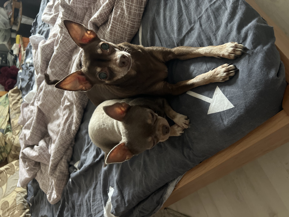 The image displays two small, short-haired dogs on a bed in an indoor setting. The specific location within Saint Petersburg, Russia, cannot be determined from the visual information provided.
In the foreground, a dark brown, Chihuahua-type dog lies prone on a dark grey duvet cover, facing directly towards the viewer. This dog has prominent, large eyes that appear light blue or hazy, possibly indicative of a medical condition such as cataracts. Its ears are erect and pointed. Its front paws are extended forward. To its left and slightly behind, a second, lighter brown or fawn-colored Chihuahua-type dog is curled up, resting with its eyes closed. Its ears are partially folded. Both dogs exhibit short, smooth coats.
The dogs are positioned on a bed covered by a dark grey duvet with a large white arrow graphic pointing diagonally downwards and to the left. A light-colored wooden bed frame is visible along the bottom edge of the image. Further up on the bed, a crumpled, light-colored blanket with a subtle checkered or plaid pattern is visible, along with pillows featuring patterned pillowcases at the head of the bed. The background beyond the bed is indistinct, showing hints of a cluttered domestic interior with various objects and textiles, suggesting a bedroom environment. Natural light illuminates the scene, creating shadows and highlights, particularly on the darker dog.