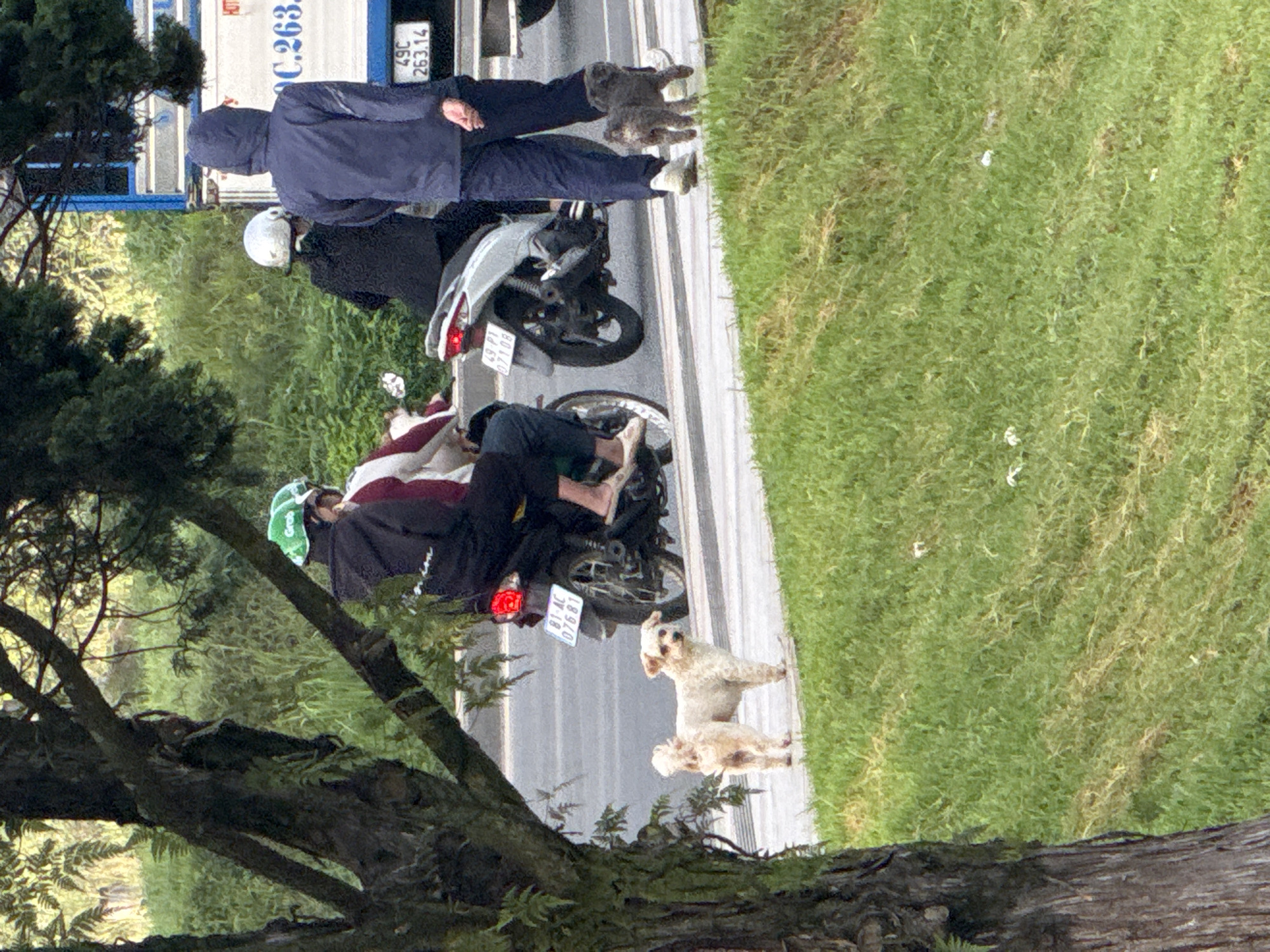 In Da Lat, Vietnam, a scene unfolds on a roadside with lush green grass bordering the asphalt. A medium-sized, light-colored dog stands on the grass, facing left. To its right, a small, dark-colored dog, possibly a terrier mix, walks on the asphalt. In the background, two motorcycles are visible. The first, a silver scooter, carries two individuals. The rider wears a green helmet, and the passenger, a white helmet, is dressed in black. Behind them, a person in a dark blue hooded jacket walks towards the right, facing away from the camera. A white truck with a license plate reading "49C 263.14" is parked in the far background. The environment suggests a typical day in Da Lat, with its characteristic greenery and motorbike traffic.